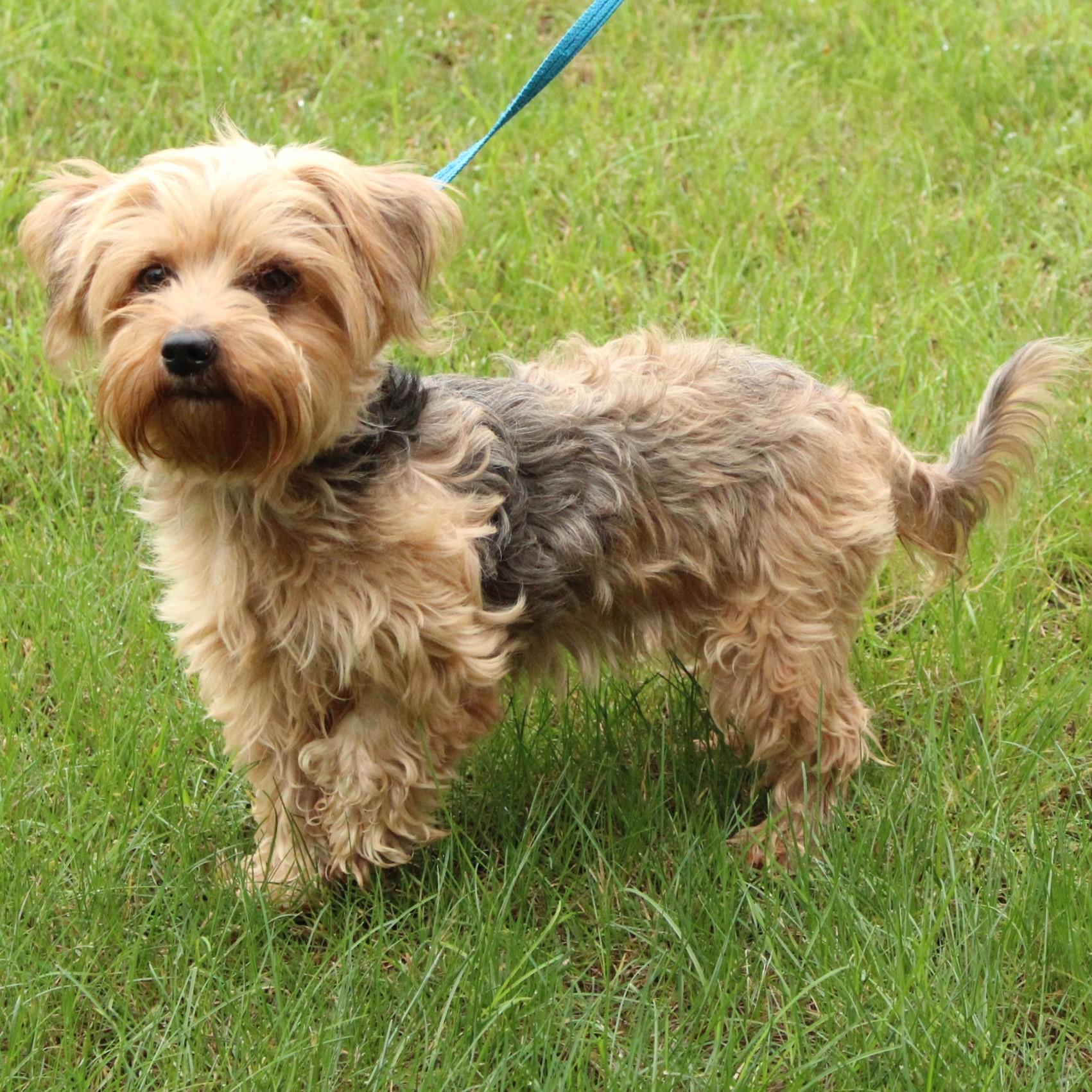 Enlarge Fancy, a Adopted mixed breed in Eaton, OH image 3/6