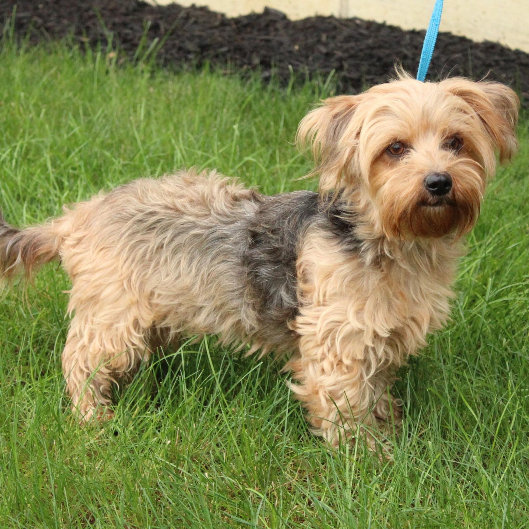 Enlarge Fancy, a Adopted mixed breed in Eaton, OH image 5/6