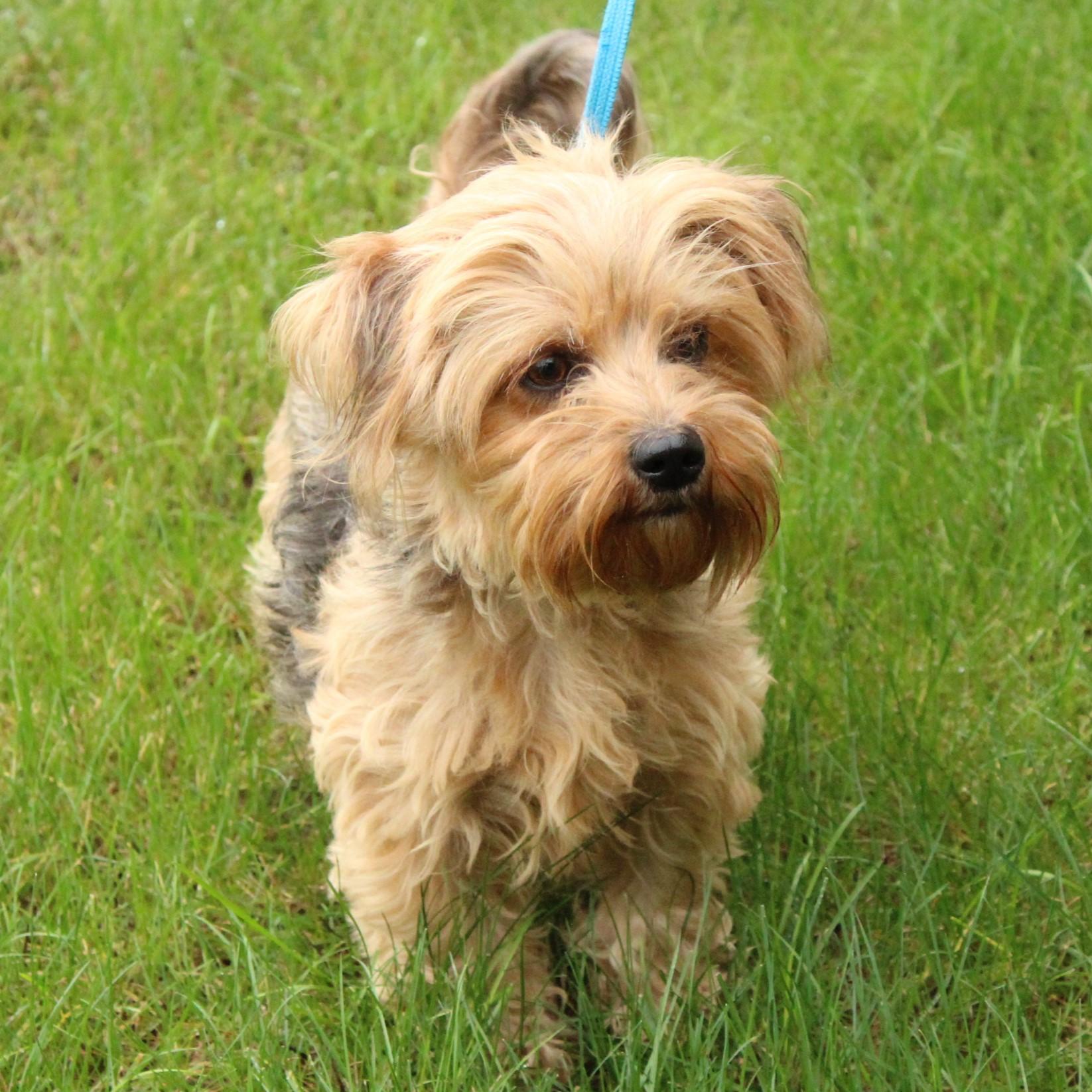 Enlarge Fancy, a Adopted mixed breed in Eaton, OH image 6/6