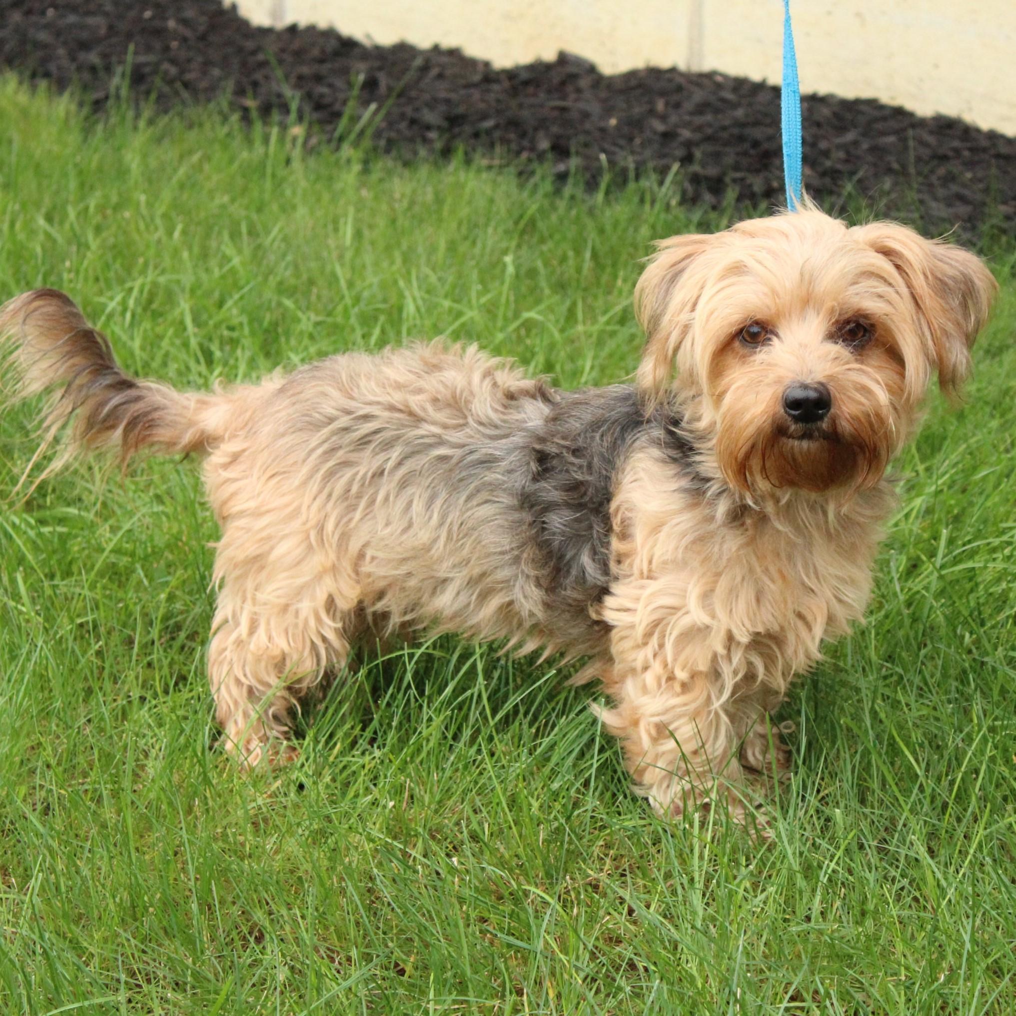 Enlarge Fancy, a Adopted mixed breed in Eaton, OH image 4/6