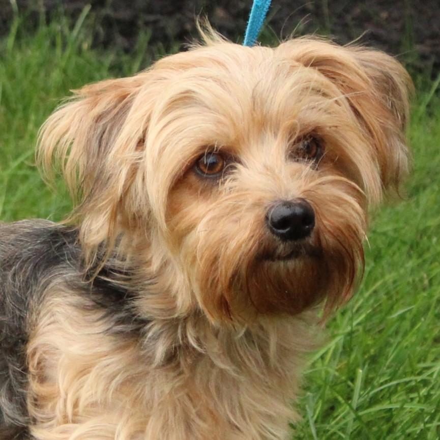 Enlarge Fancy, a Adopted mixed breed in Eaton, OH image 2/6