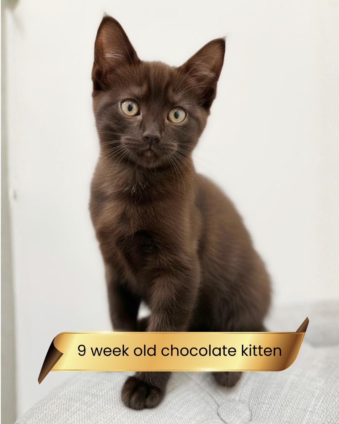 Hiro & Emi, Adopted, Kitten Female Havana & Bombay.