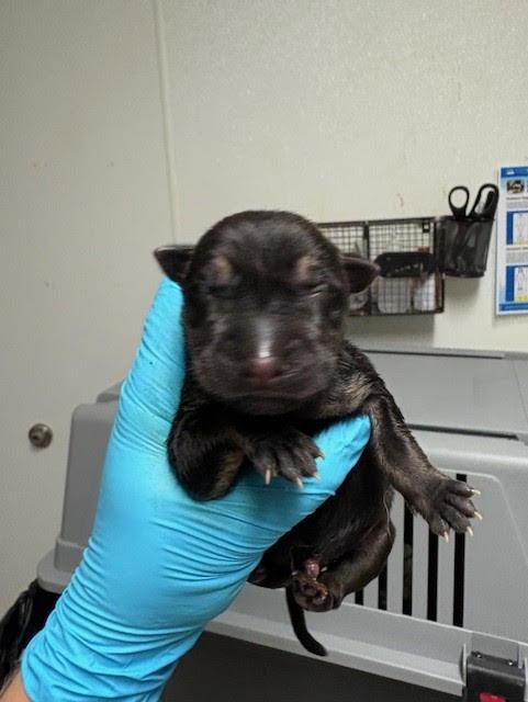 Franklin - URGENT! NEEDS A HOME NOW!