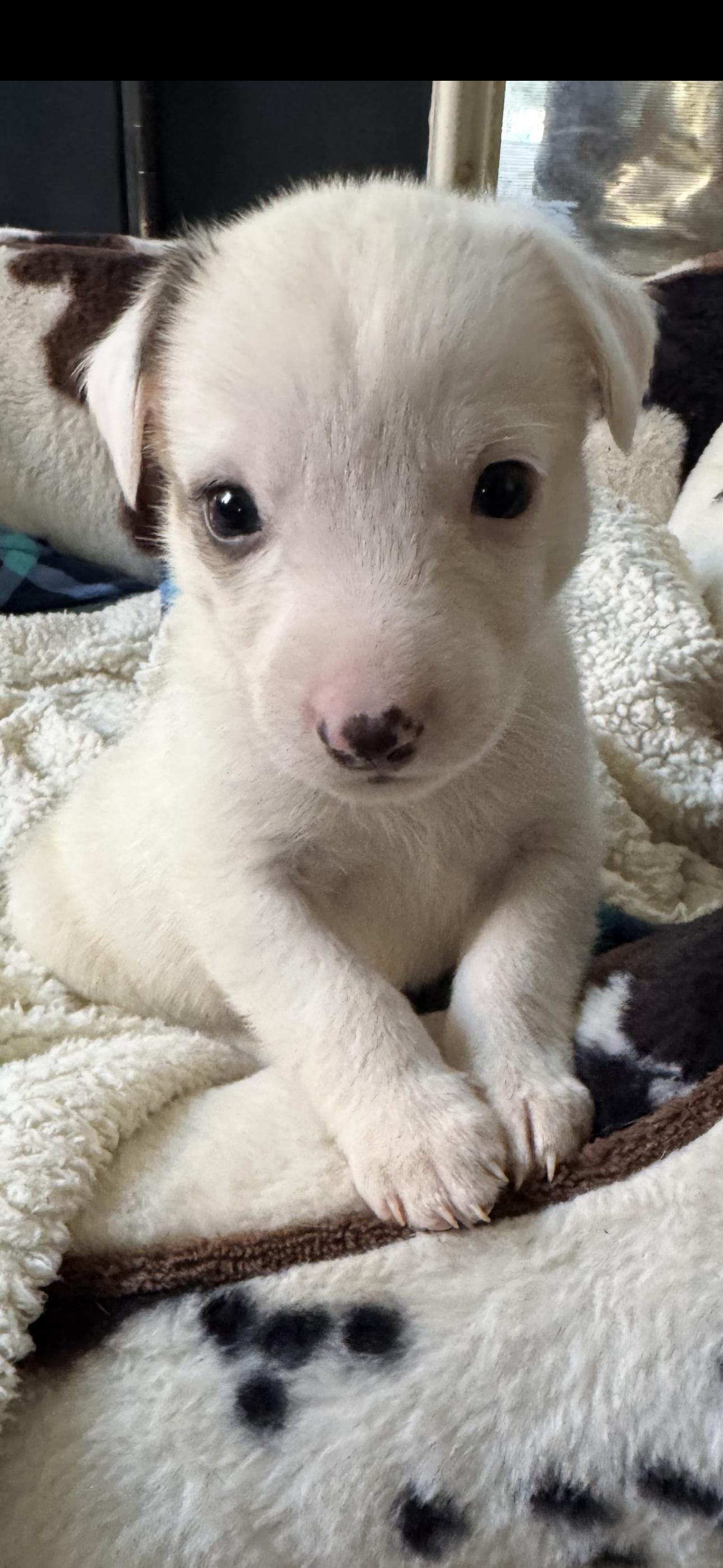 Enlarge Clause, an adopted mixed breed in Bronson, TX image 2/2