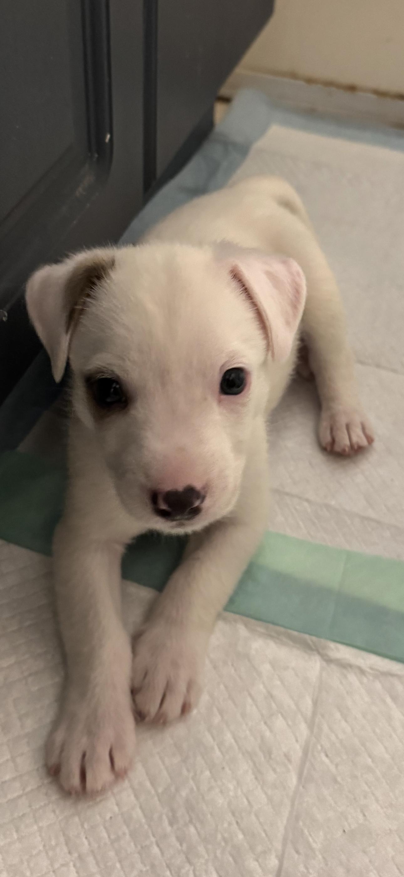 Enlarge Clause, an adopted mixed breed in Bronson, TX image 1/2