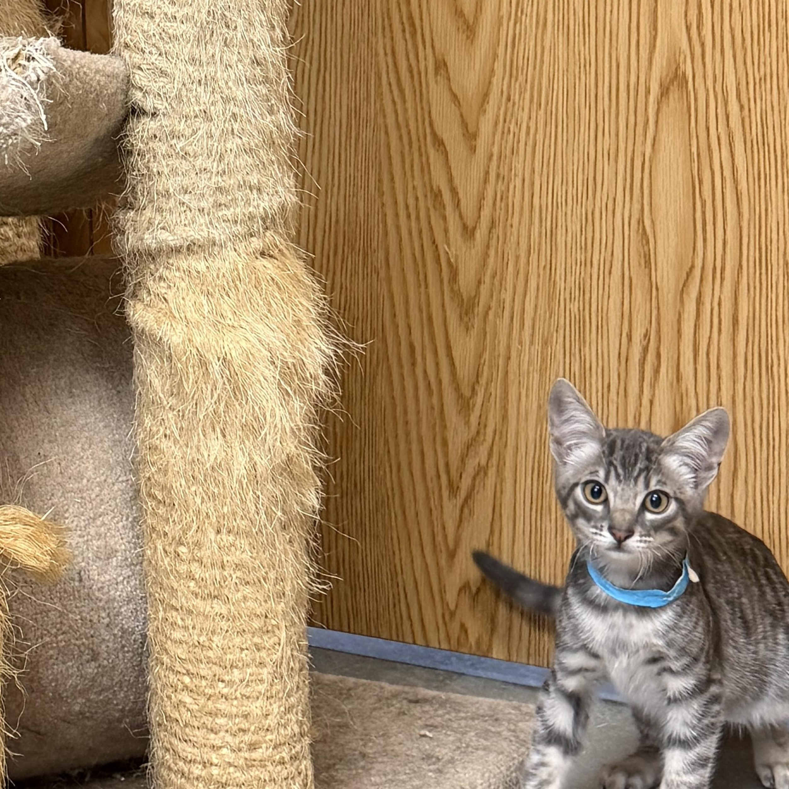 Oolong, Adoptable, Kitten Male Tabby.