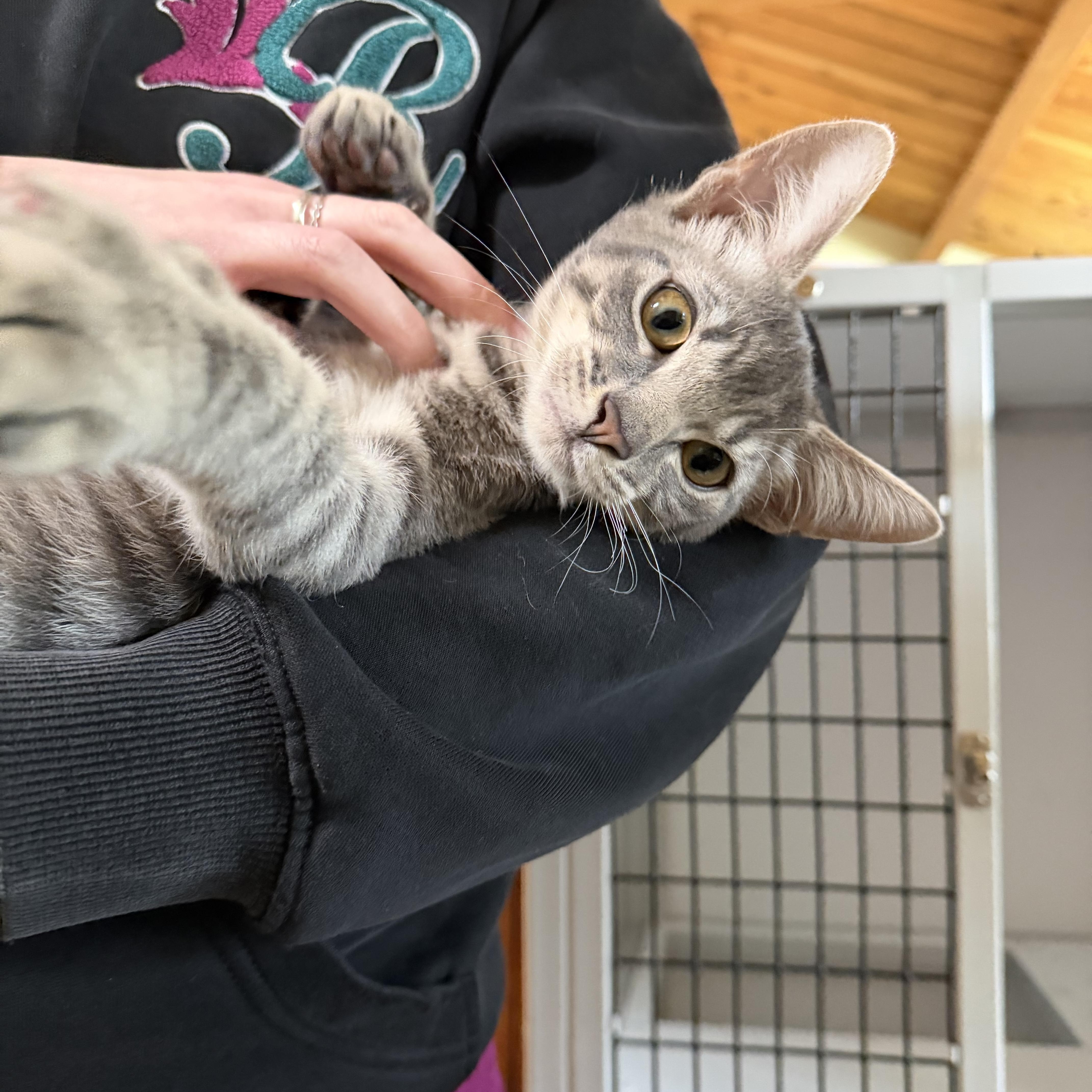 Enlarge Oolong, a Adoptable Tabby in Kent, WA image 1/4