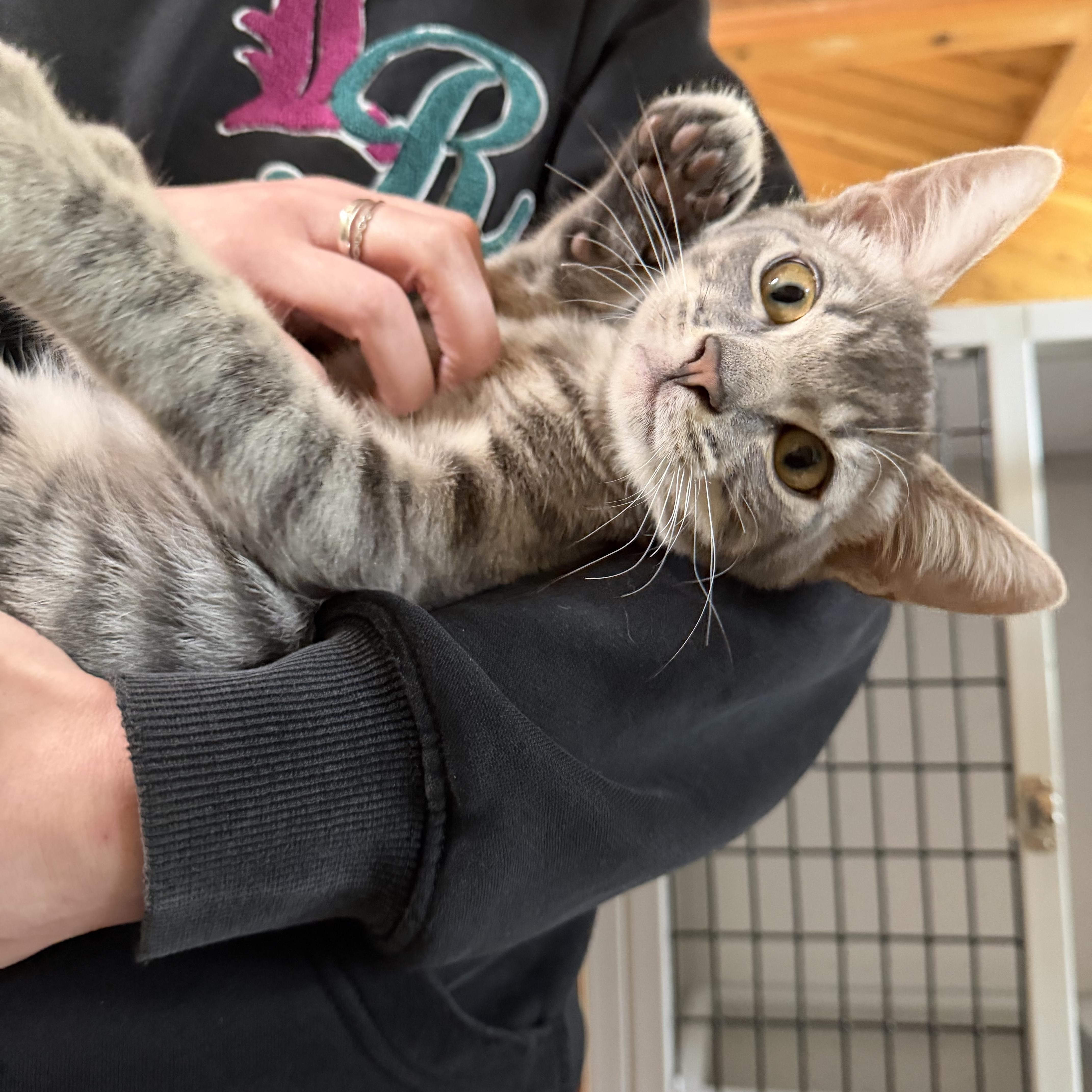 Enlarge Oolong, a Adoptable Tabby in Kent, WA image 4/4