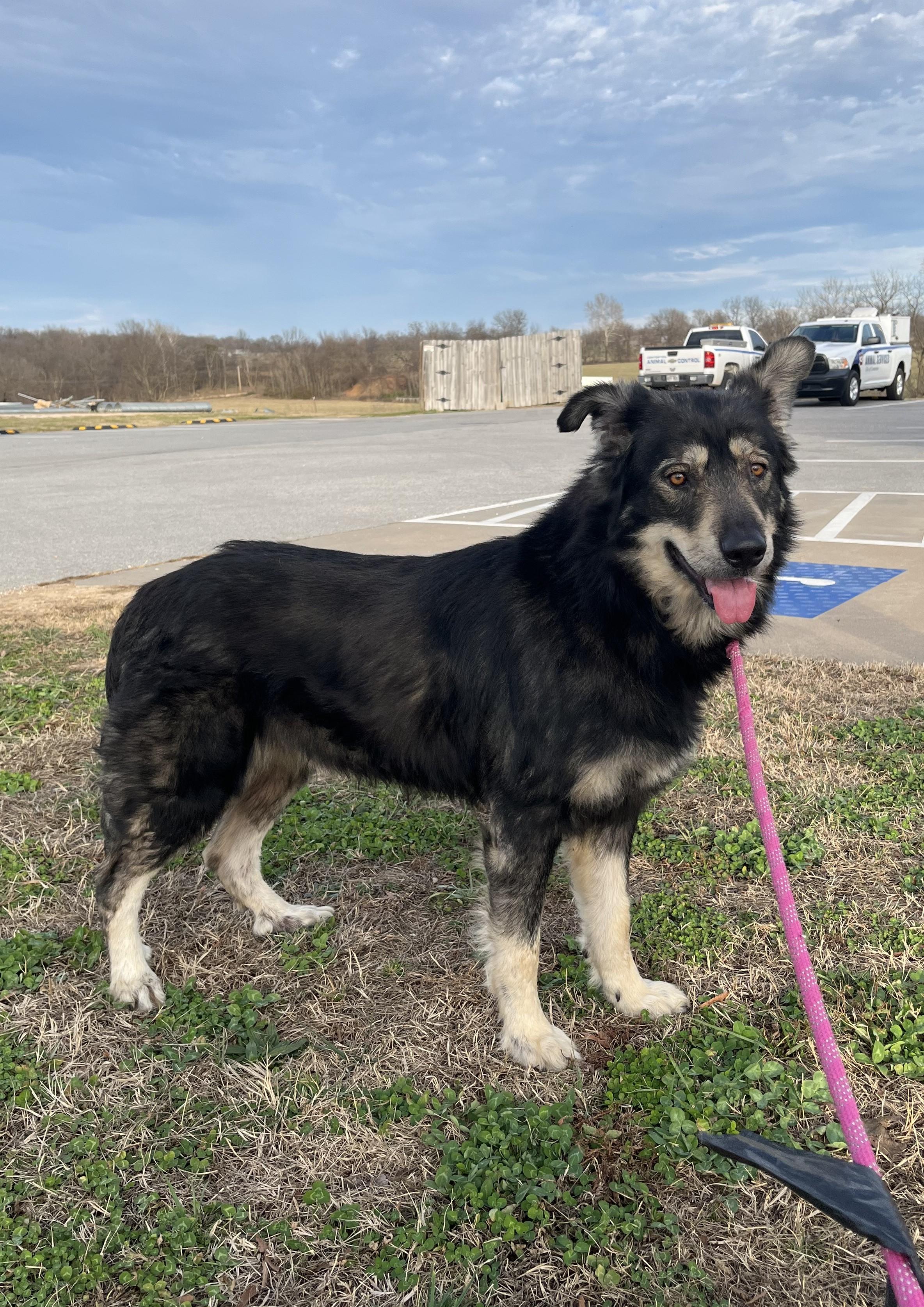 Enlarge Monsieur Balto, an adopted mixed breed in Centerton, AR image 2/2