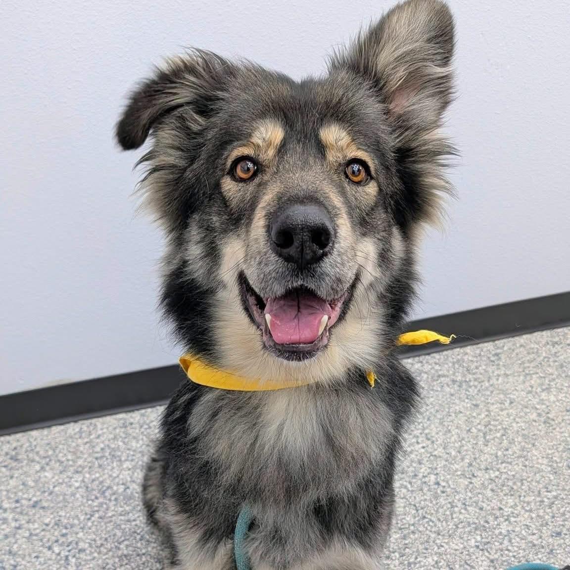Enlarge Monsieur Balto, an adopted mixed breed in Centerton, AR image 1/2