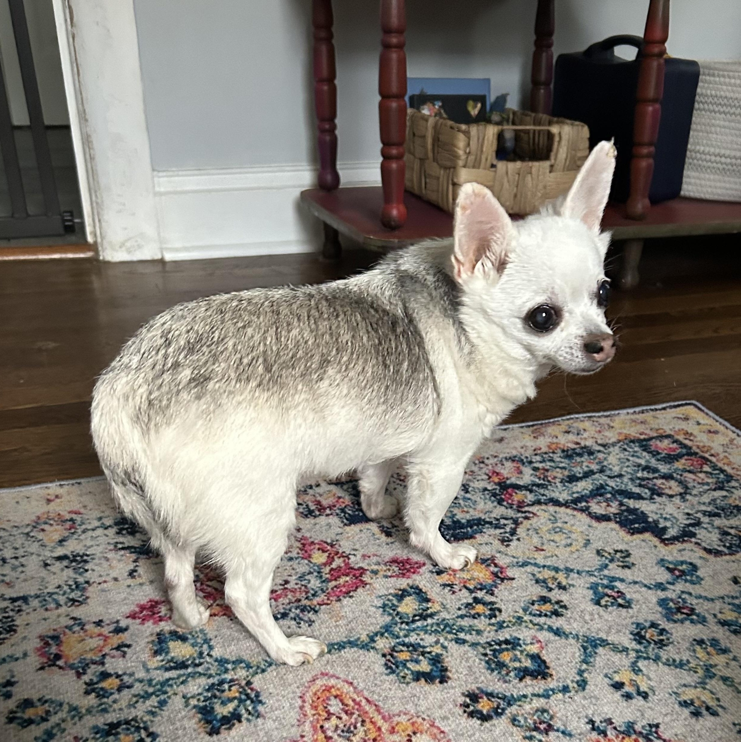Chico, a ADOPTABLE Chihuahua in Closter, NJ image 2/3
