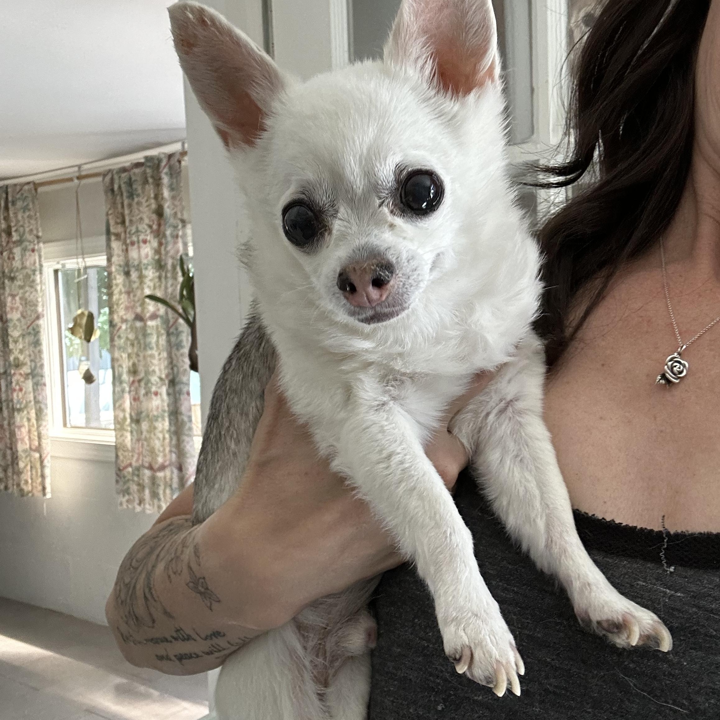 Chico, a ADOPTABLE Chihuahua in Closter, NJ image 3/3