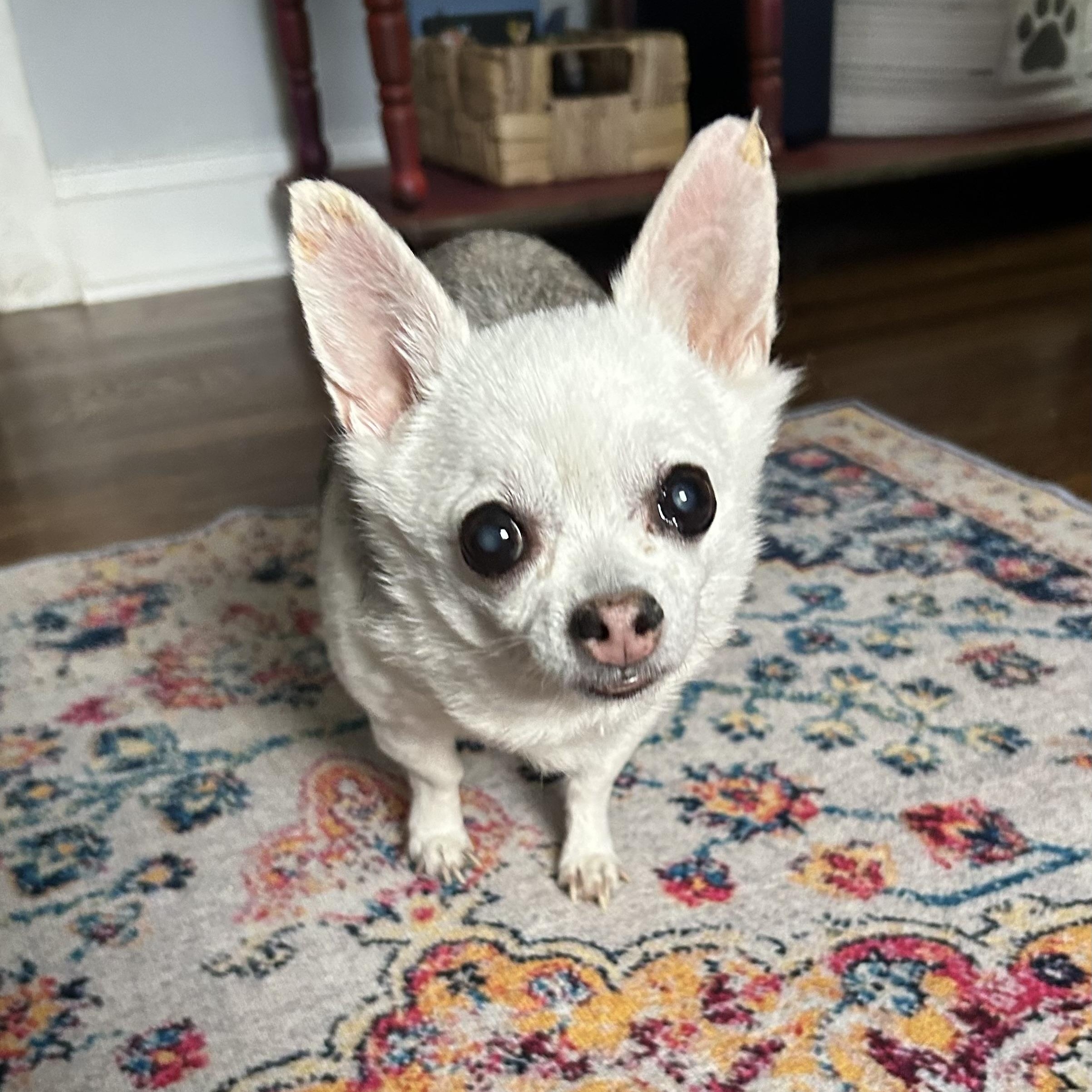Chico, a ADOPTABLE Chihuahua in Closter, NJ image 1/3