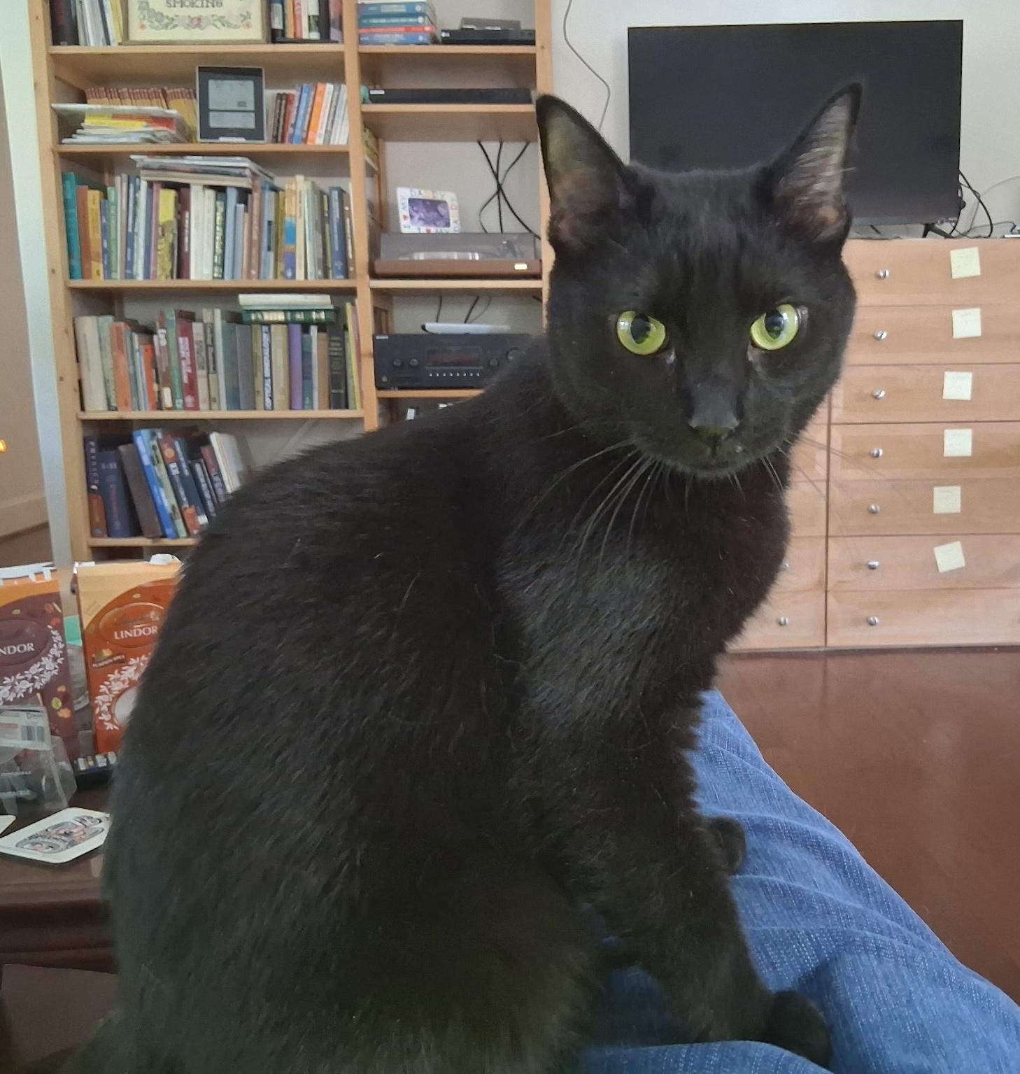 Tail (Star of the Chippentails), Adoptable, Young Male Bombay & Domestic Short Hair.