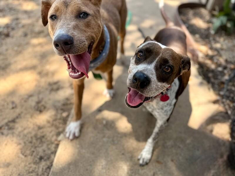 Nova Sparkles Sweet Friend to All