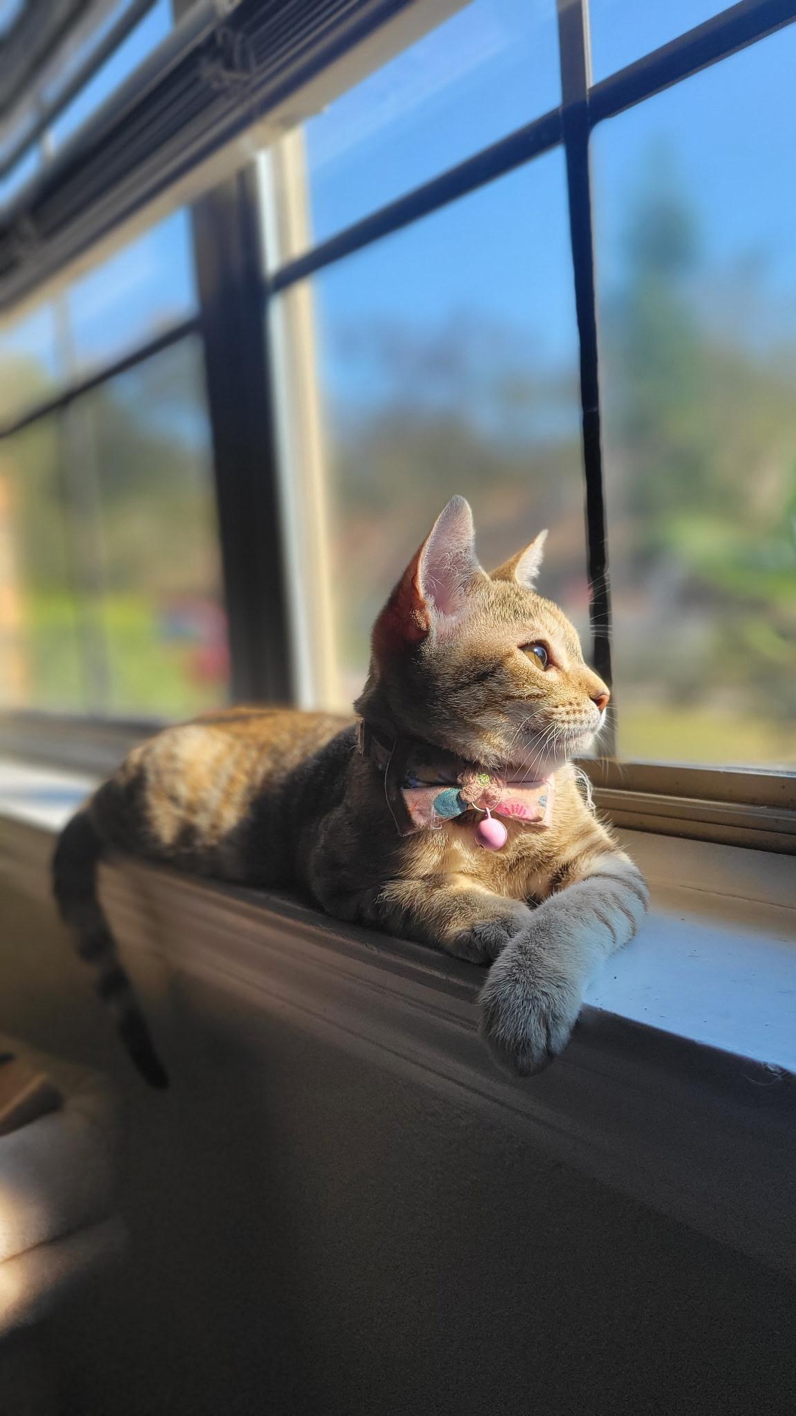 Enlarge Sunnie, a ADOPTABLE Torbie in pensacola, FL image 1/6