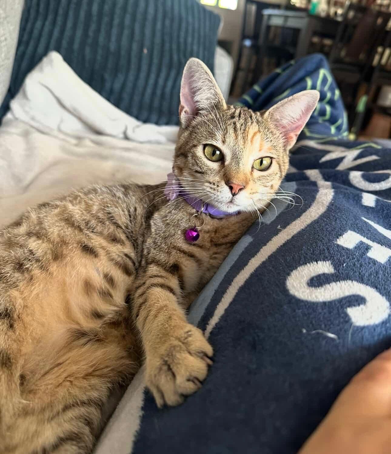 Enlarge Sunnie, a ADOPTABLE Torbie in pensacola, FL image 2/6