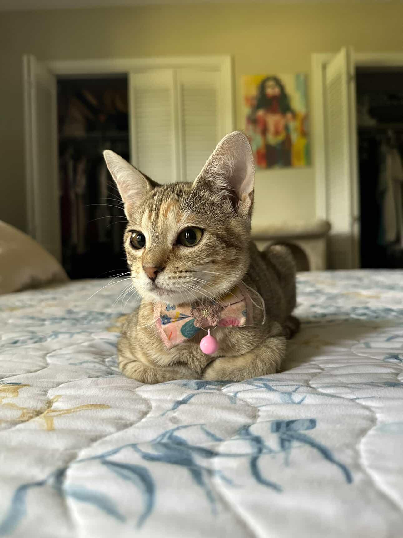 Enlarge Sunnie, a ADOPTABLE Torbie in pensacola, FL image 3/6