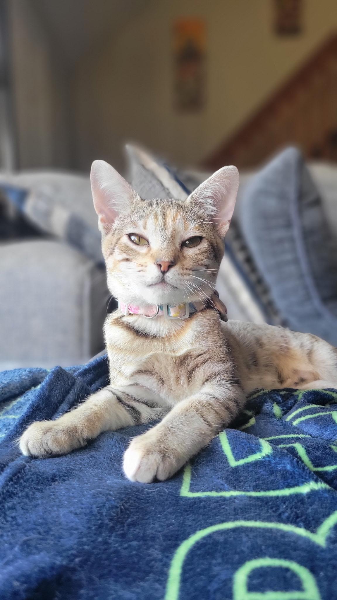 Enlarge Sunnie, a ADOPTABLE Torbie in pensacola, FL image 4/6