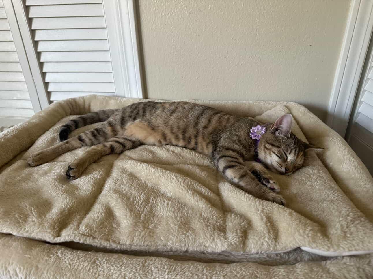 Enlarge Sunnie, a ADOPTABLE Torbie in pensacola, FL image 5/6