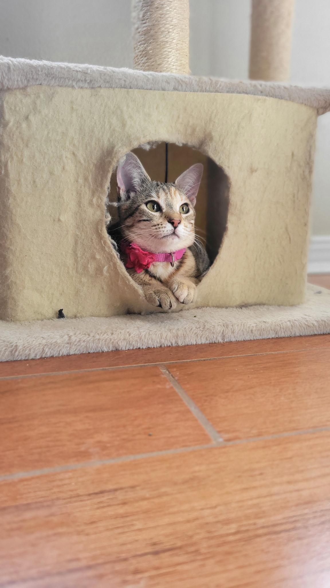 Enlarge Sunnie, a ADOPTABLE Torbie in pensacola, FL image 6/6