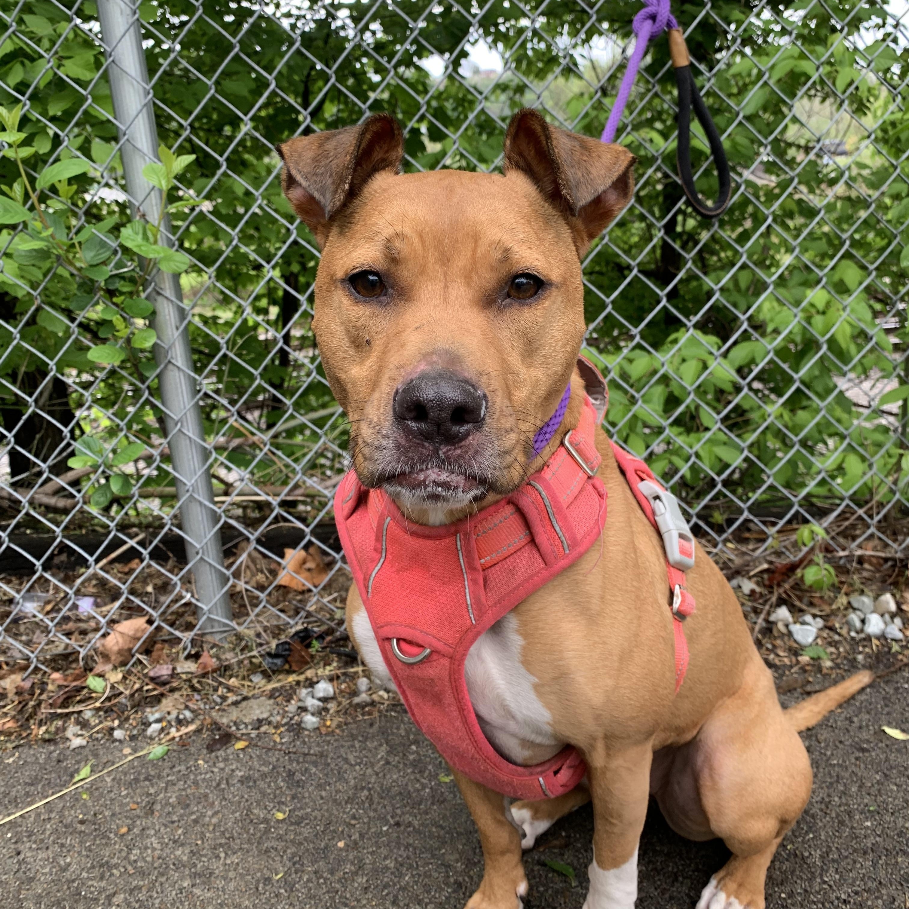 Bella, a ADOPTABLE Mixed Breed in McKeesport, PA image 5/6