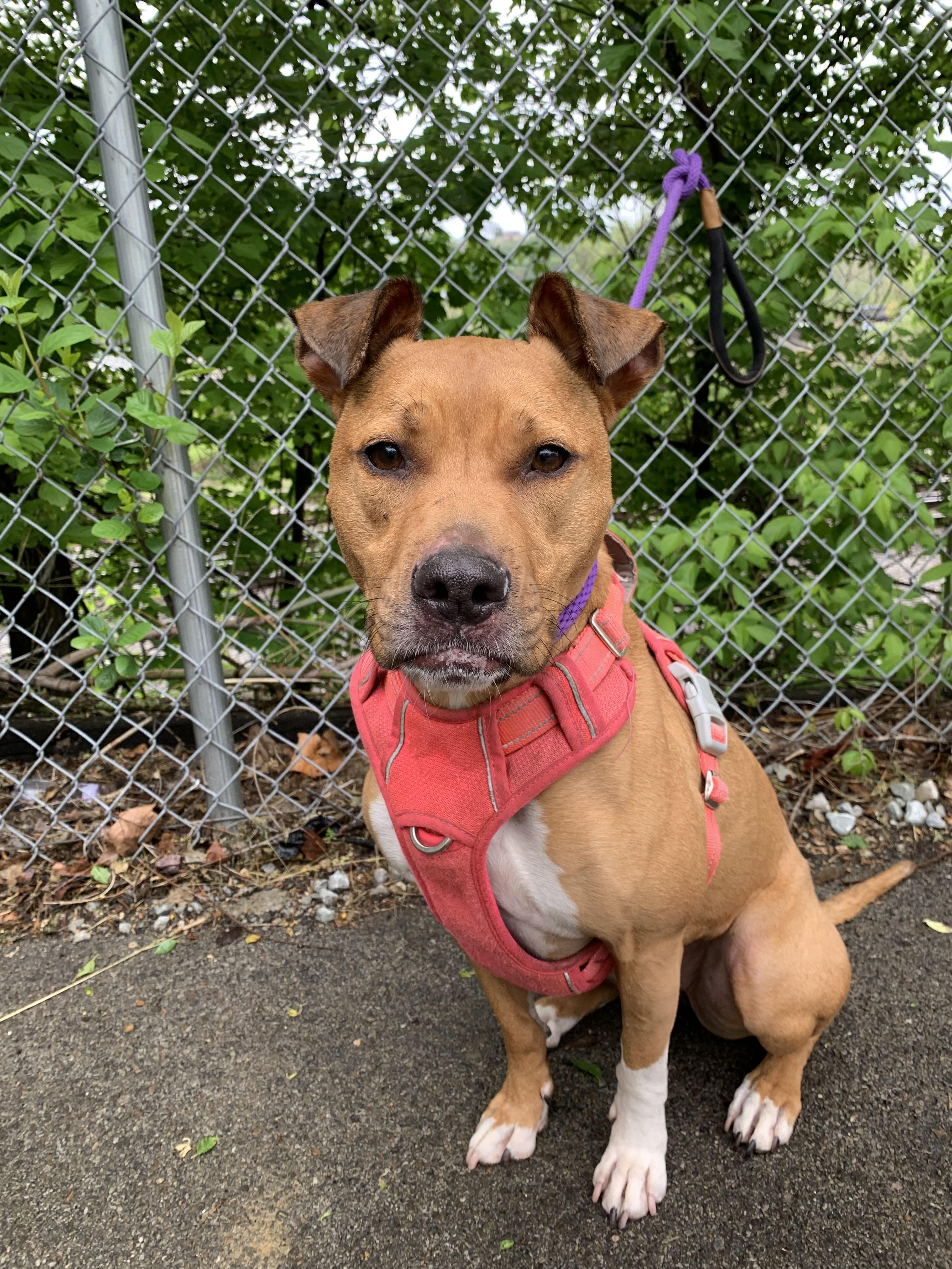 Enlarge Bella, a ADOPTABLE Mixed Breed in McKeesport, PA image 5/6