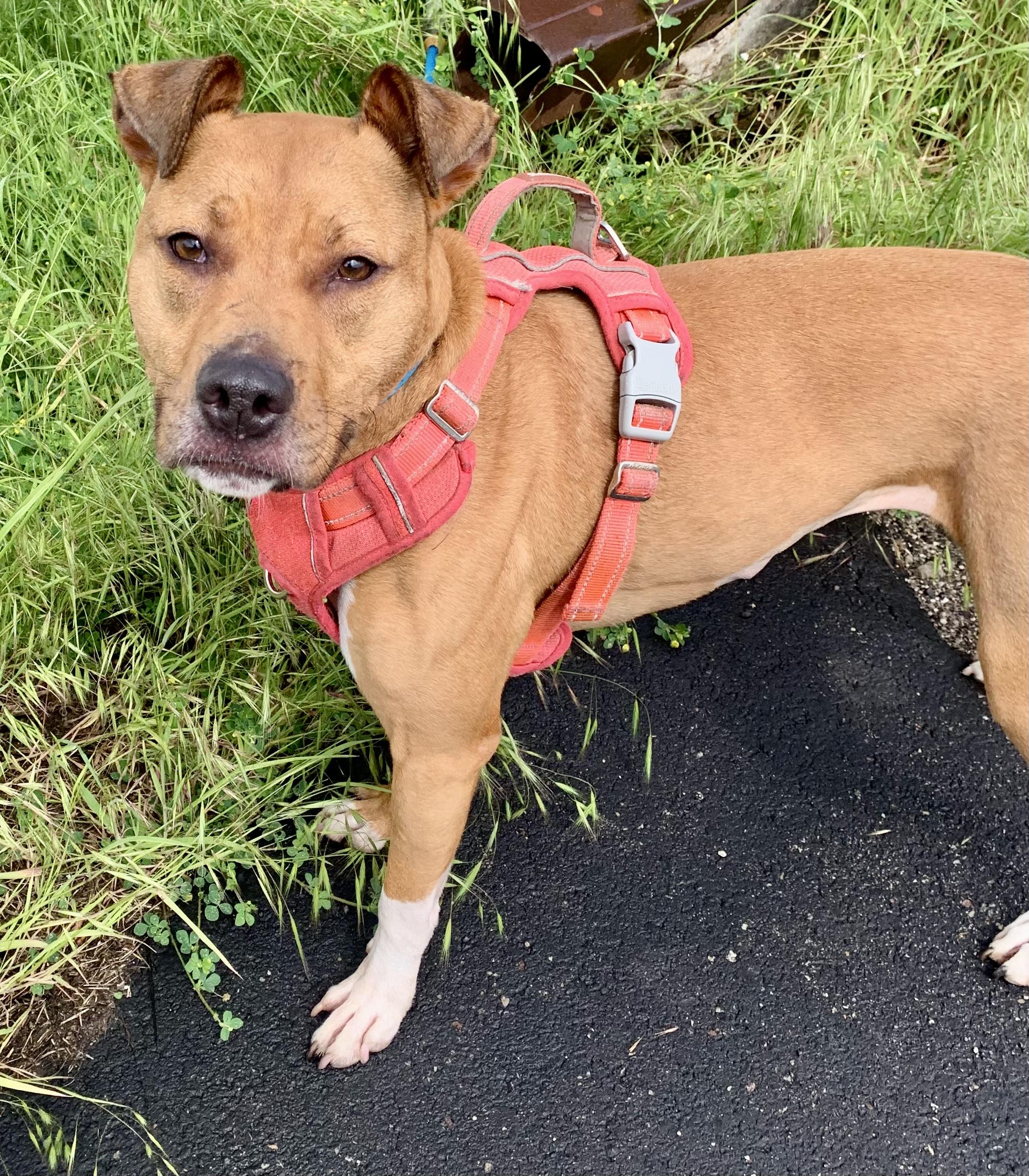 Bella, ADOPTABLE, Adult Female Mixed Breed.
