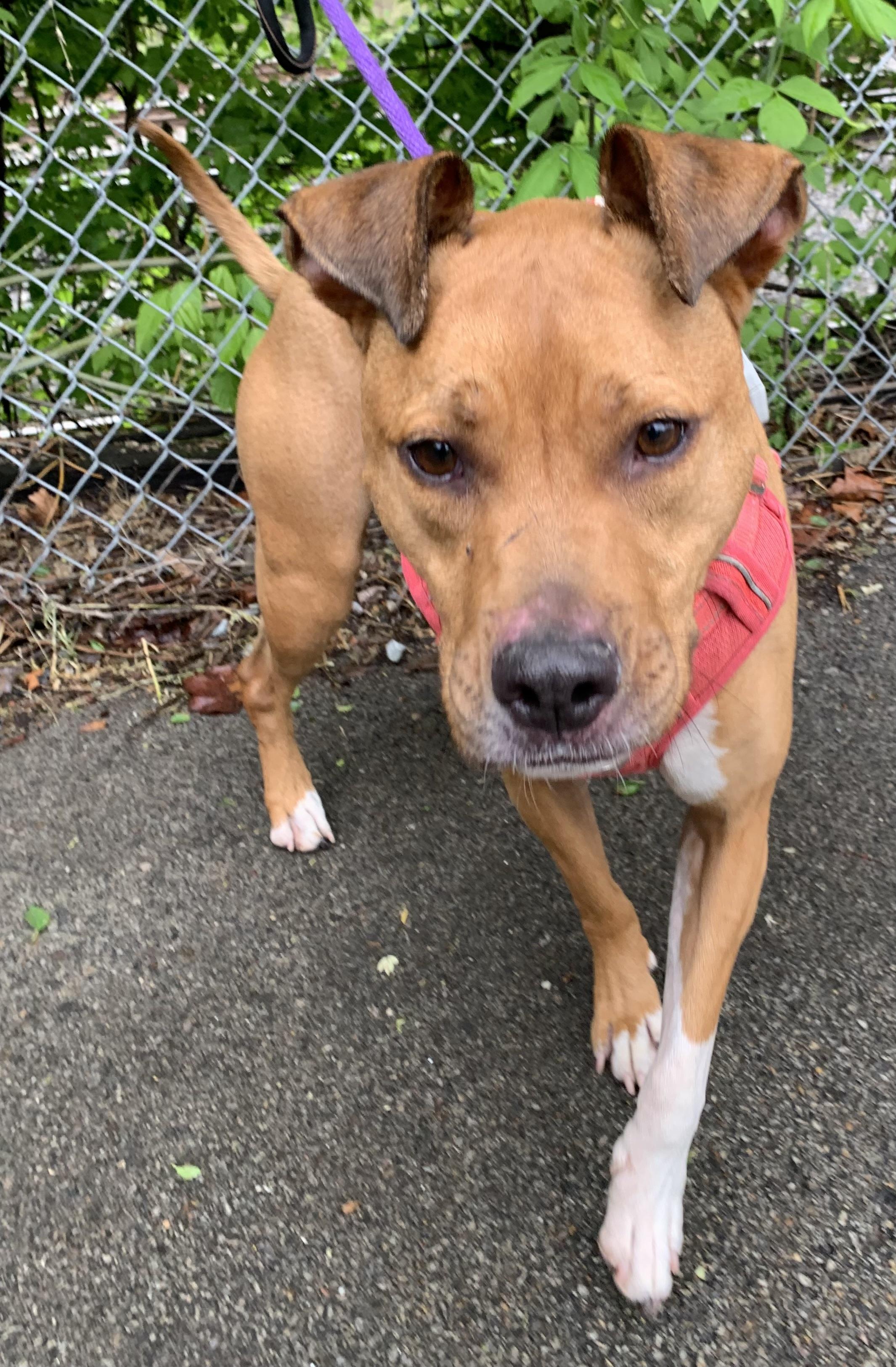 Enlarge Bella, a ADOPTABLE Mixed Breed in McKeesport, PA image 3/6