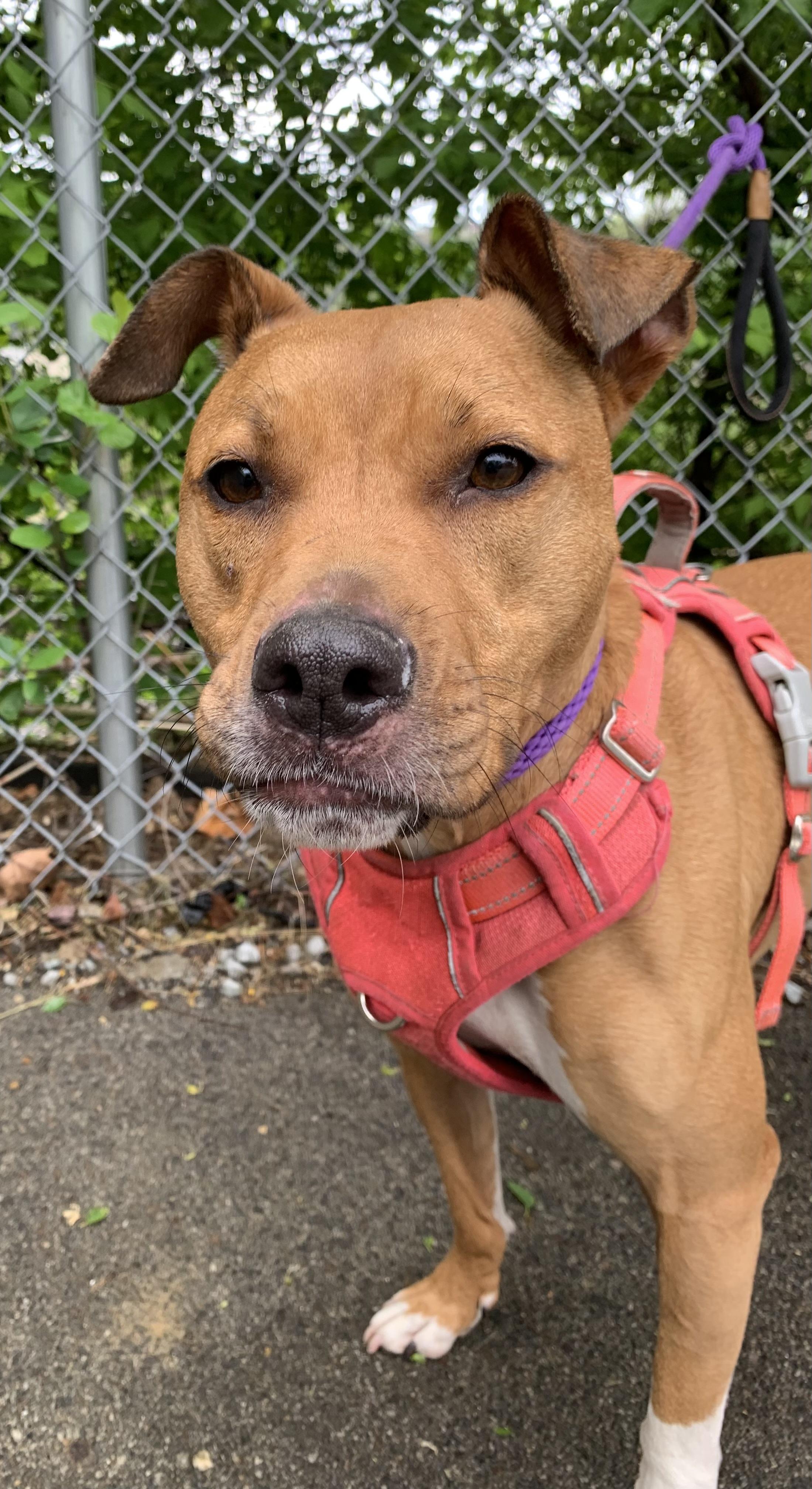 Enlarge Bella, a ADOPTABLE Mixed Breed in McKeesport, PA image 1/6