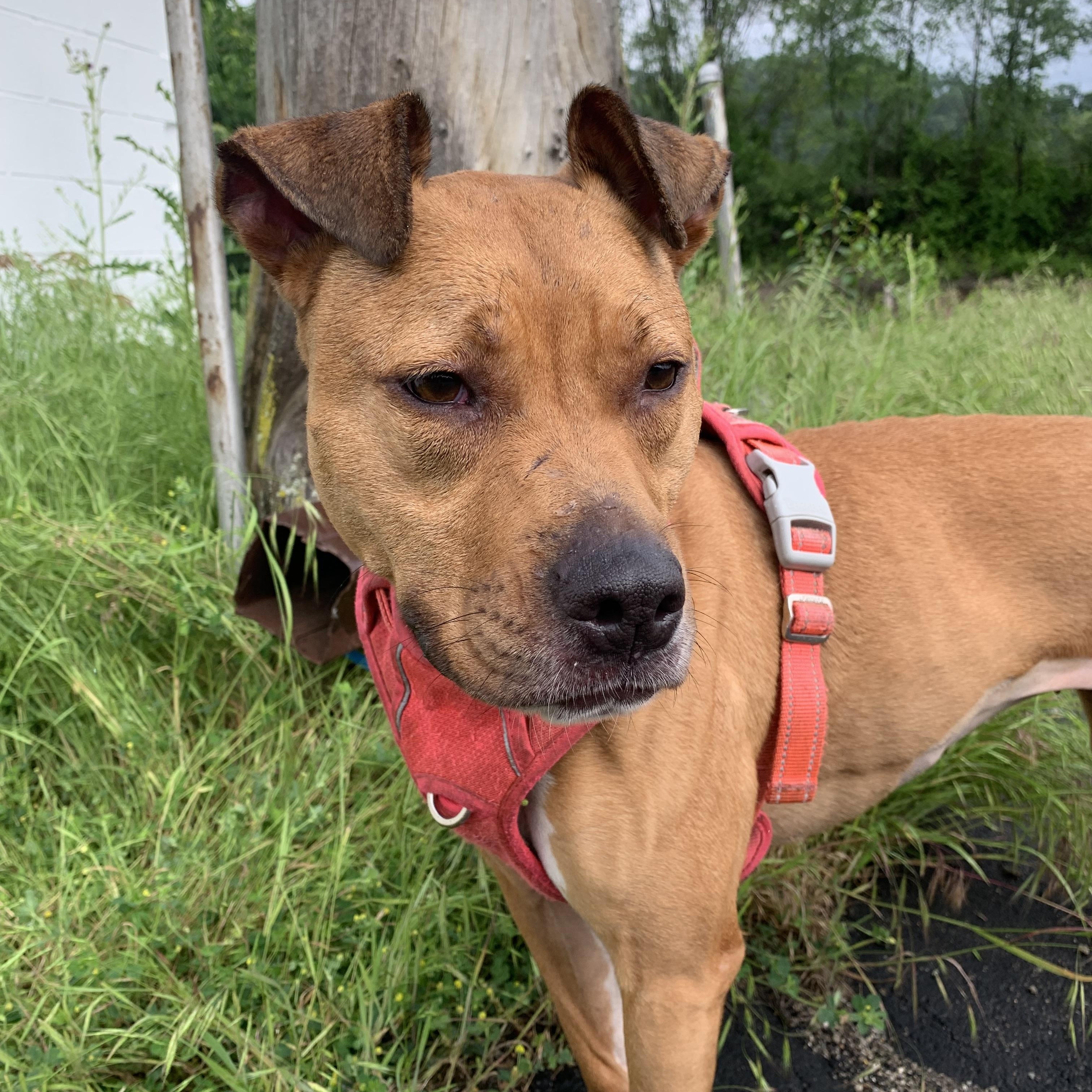 Bella, a ADOPTABLE Mixed Breed in McKeesport, PA image 5/6