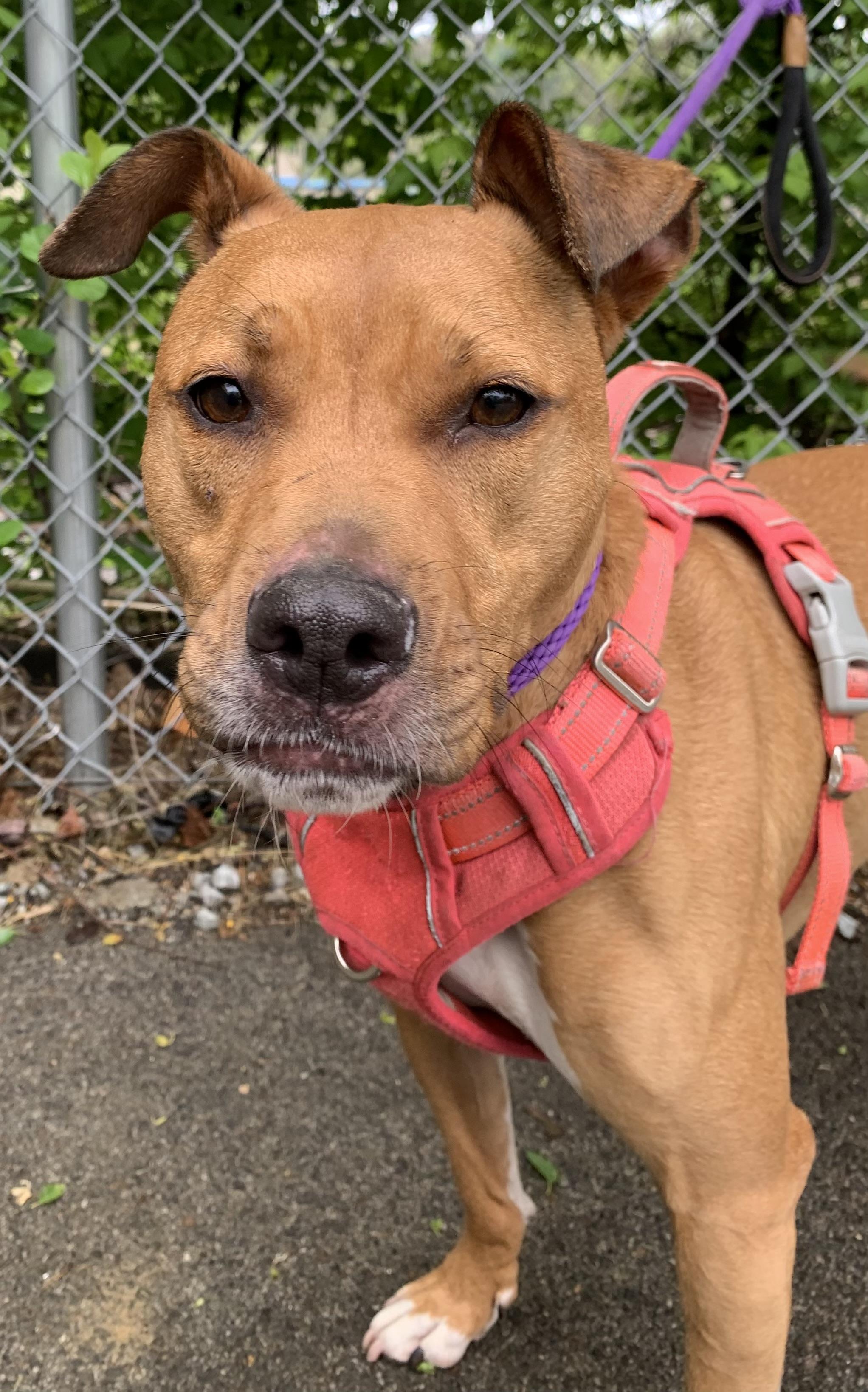 Enlarge Bella, a ADOPTABLE Mixed Breed in McKeesport, PA image 6/6