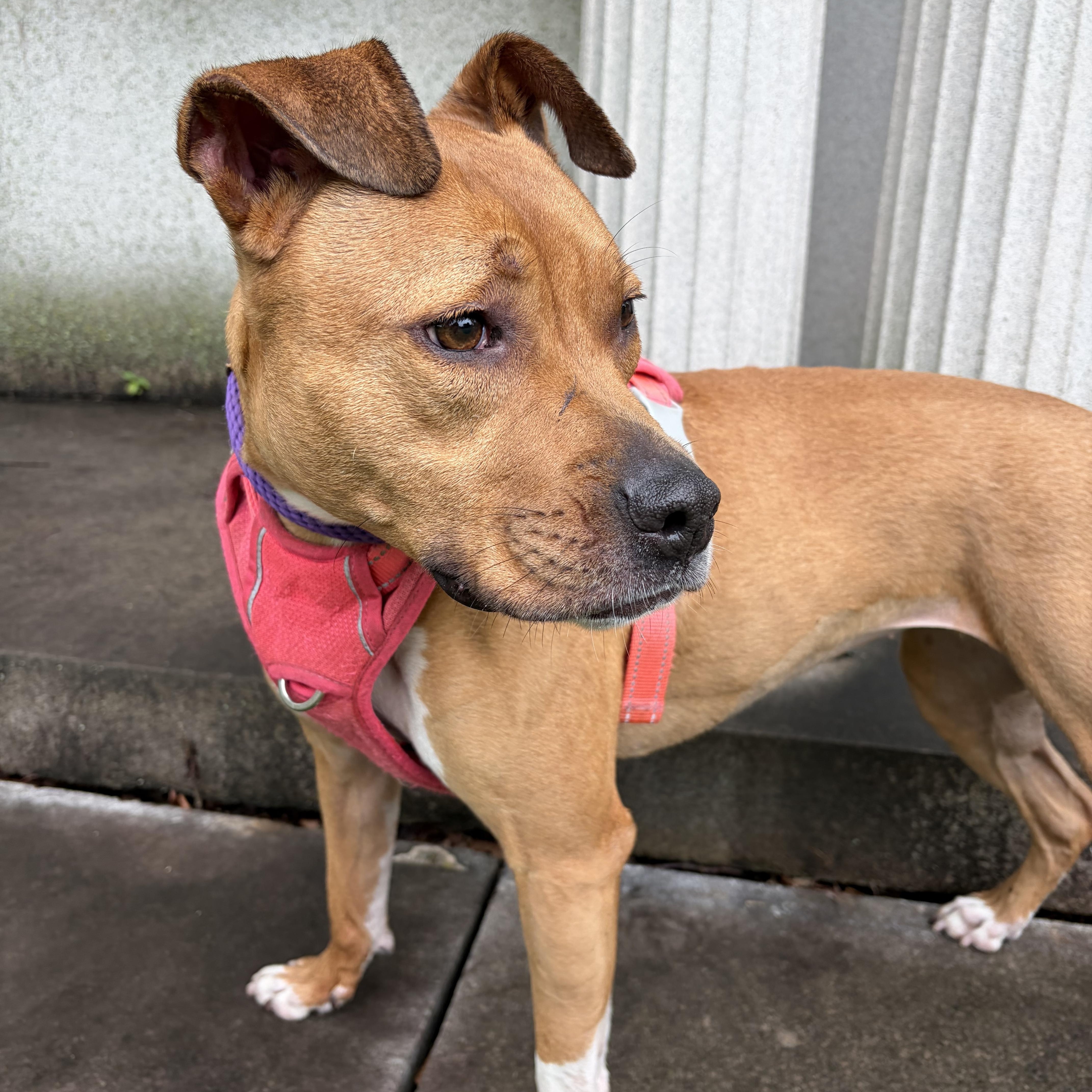 Bella, a ADOPTABLE Mixed Breed in McKeesport, PA image 6/6