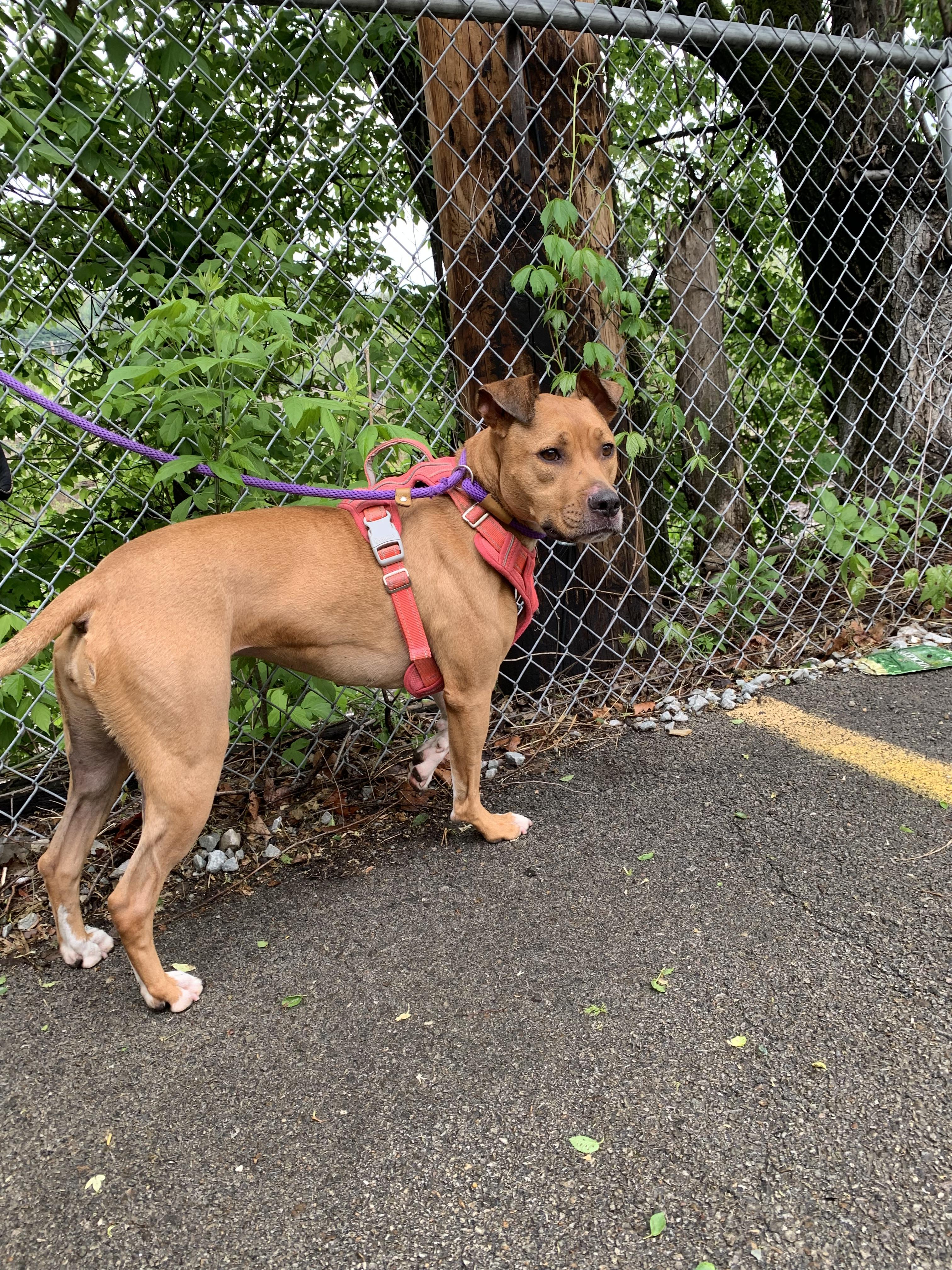 Enlarge Bella, a ADOPTABLE Mixed Breed in McKeesport, PA image 2/6