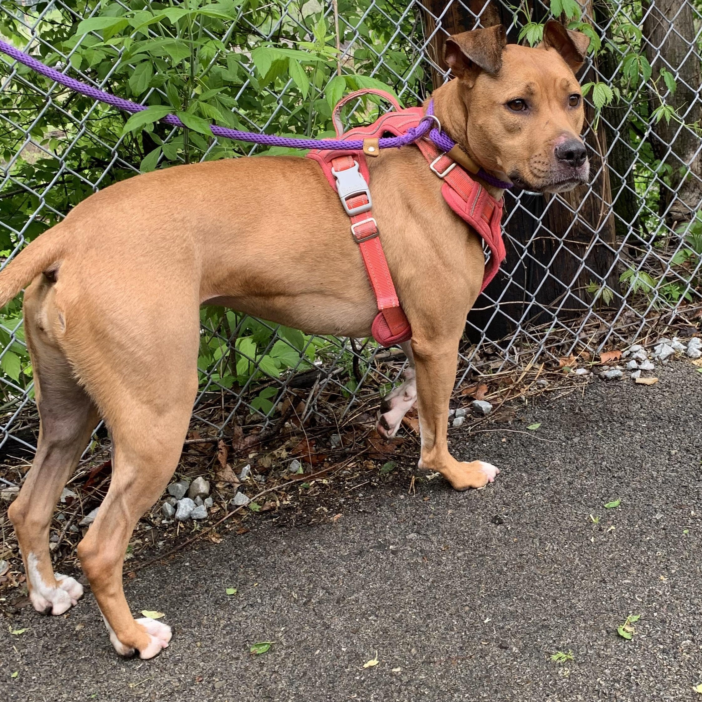 Bella, a ADOPTABLE Mixed Breed in McKeesport, PA image 2/6
