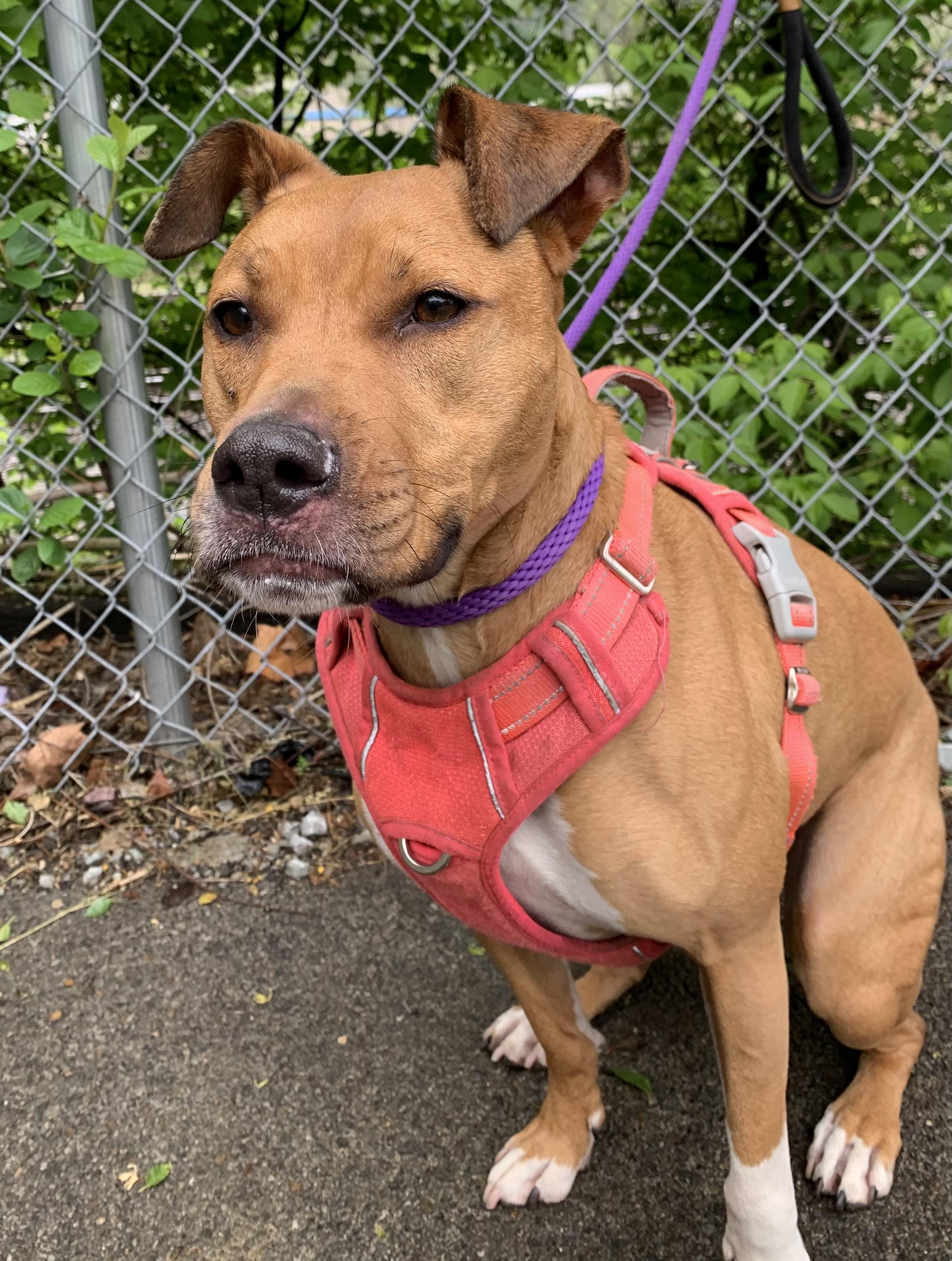 Enlarge Bella, a ADOPTABLE Mixed Breed in McKeesport, PA image 4/6