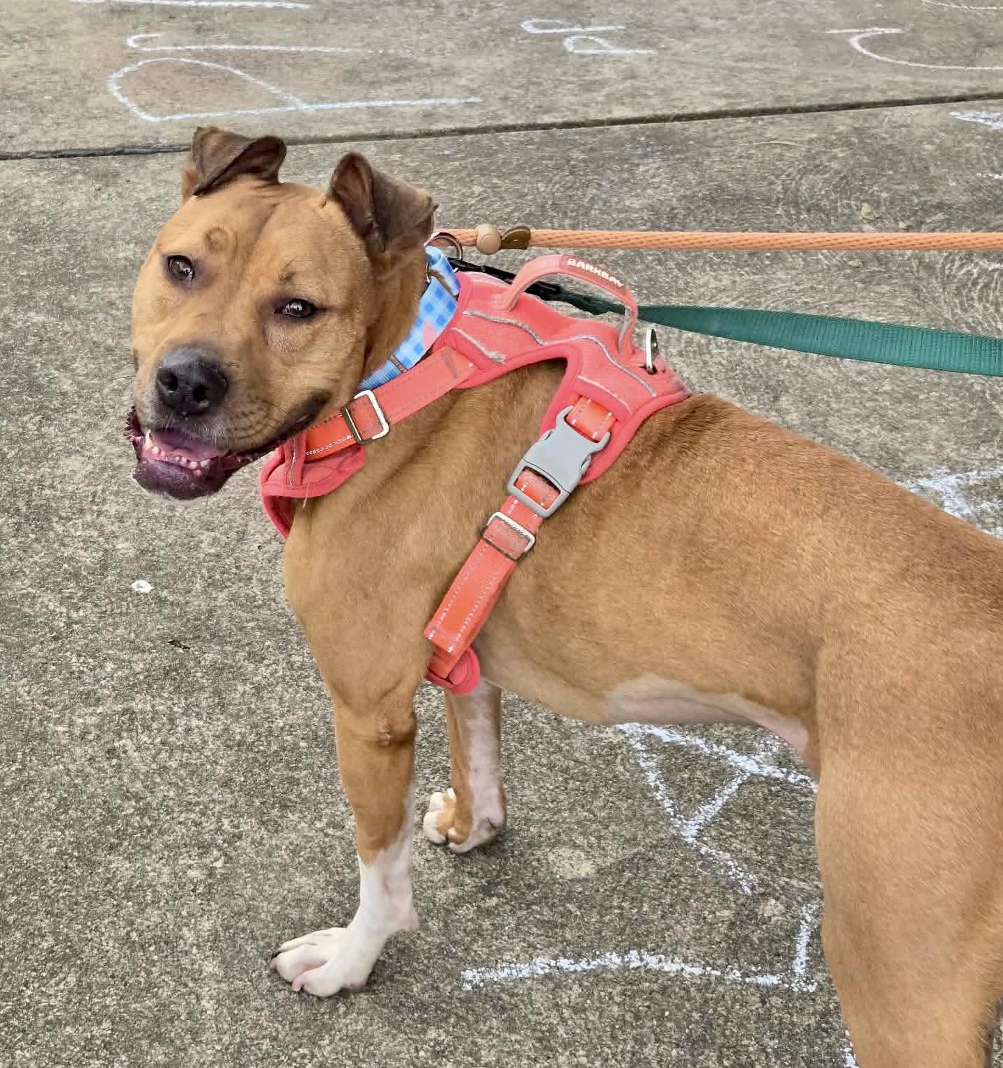 Bella, ADOPTABLE, Adult Female Mixed Breed.