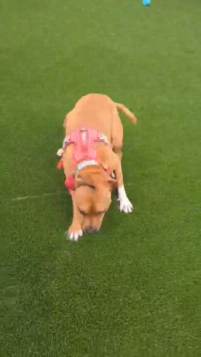 Enlarge Bella, a Adoptable Mixed Breed in McKeesport, PA video 6/6