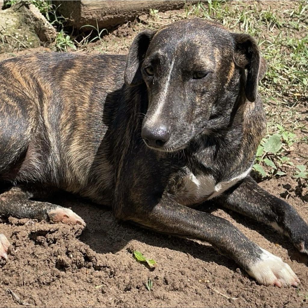 Enlarge Rue, a Adoptable Mixed Breed in Wiggins, MS image 1/3