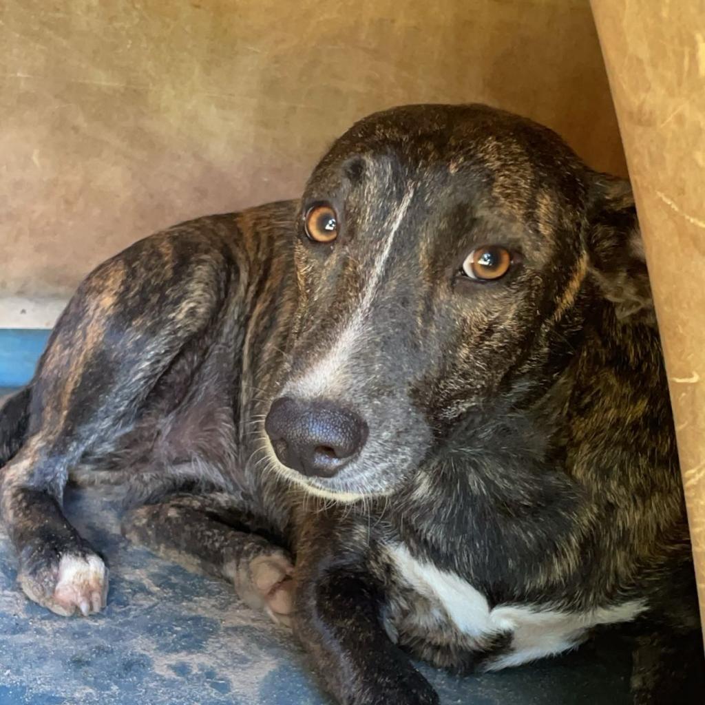 Enlarge Rue, a Adoptable Mixed Breed in Wiggins, MS image 2/3