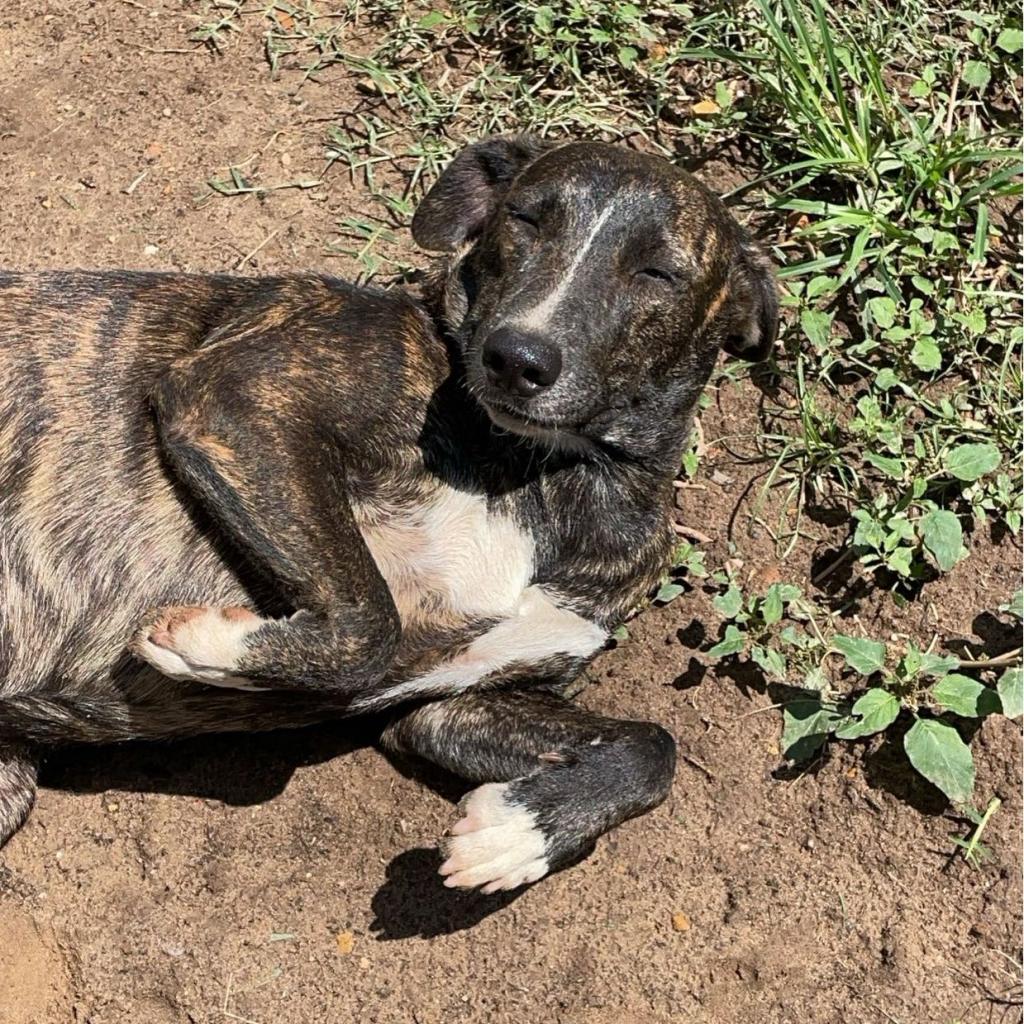 Enlarge Rue, a Adoptable Mixed Breed in Wiggins, MS image 3/3