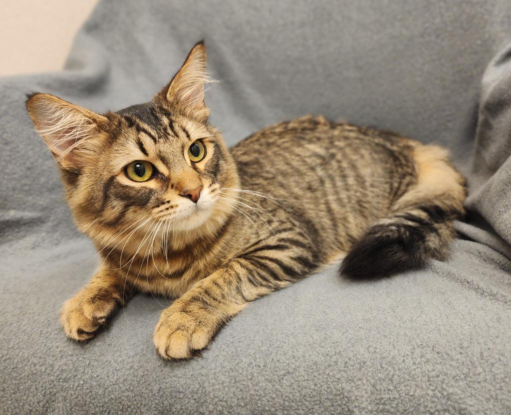 Cameron, Adoptable, Young Male Domestic Long Hair.