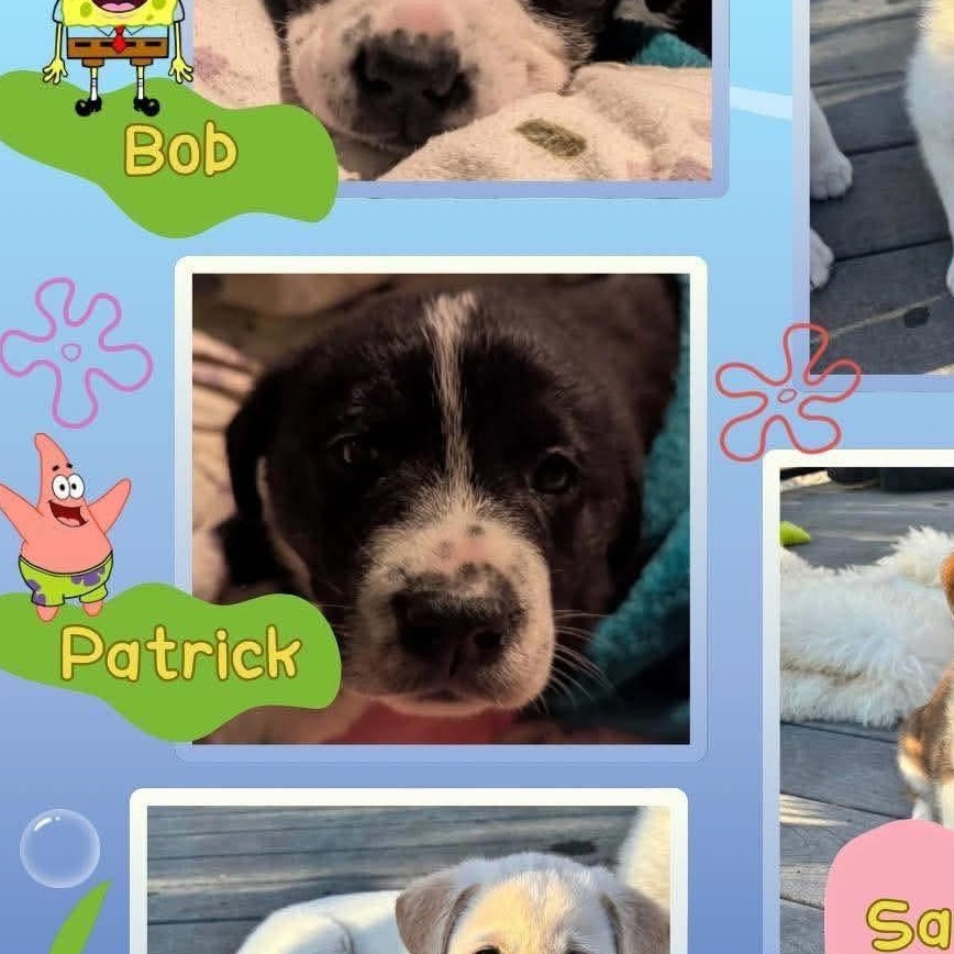 Enlarge Patrick, a Adoptable mixed breed in Brantford, ON image 5/5