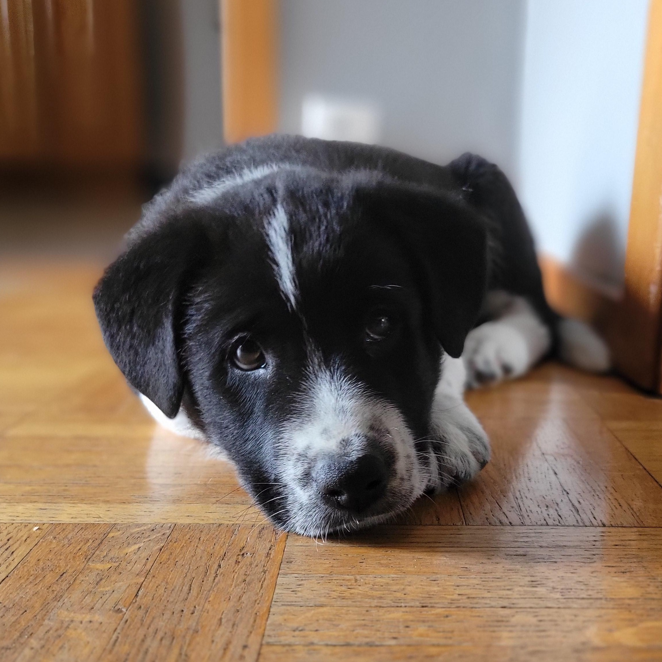 Patrick, Adoptable, Puppy Male Labrador Retriever.