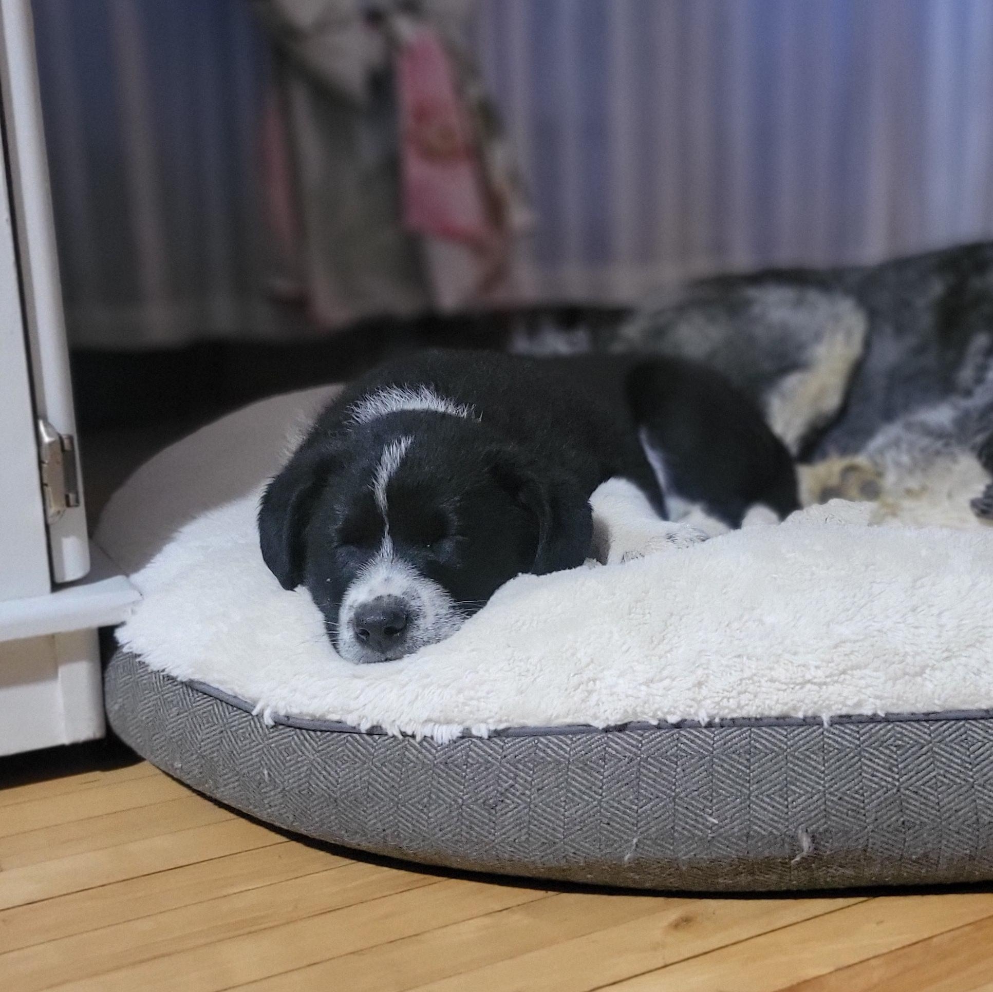 Enlarge Patrick, a Adoptable mixed breed in Brantford, ON image 2/5