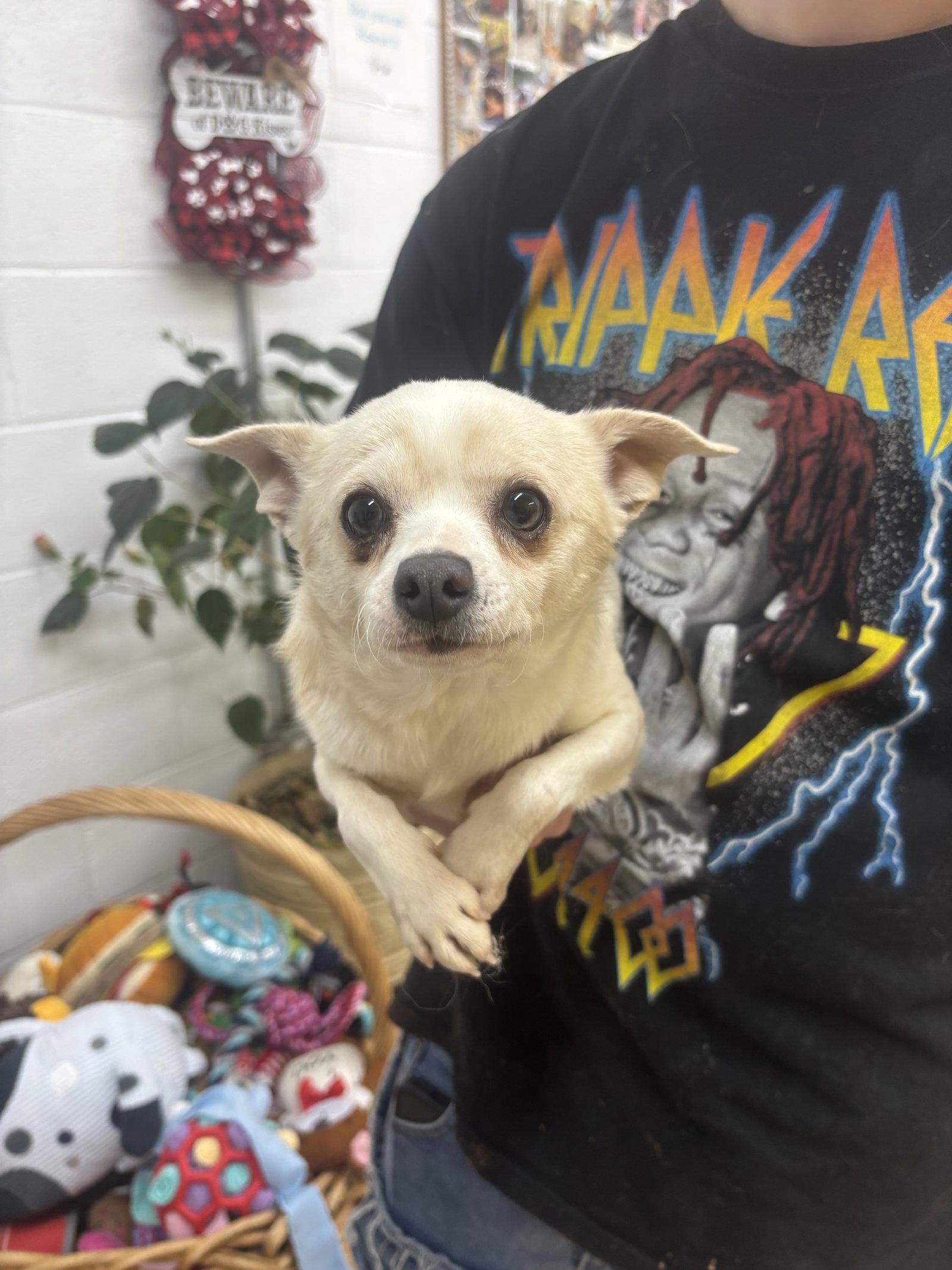 Brain, Adoptable, Adult Male Chihuahua.