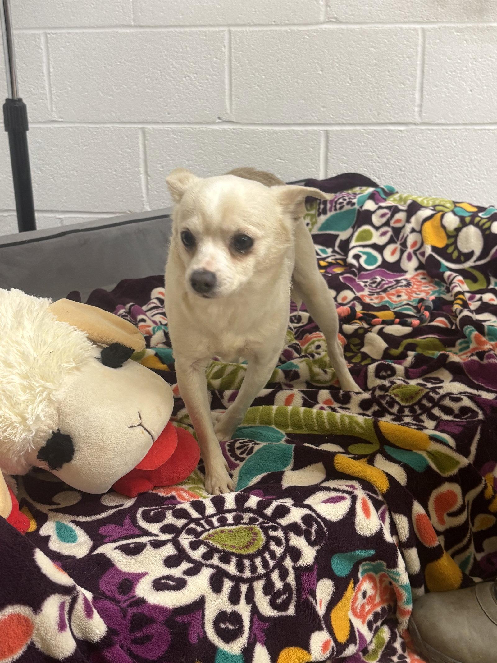 Enlarge Brain, a Adoptable Chihuahua in York, SC image 2/2