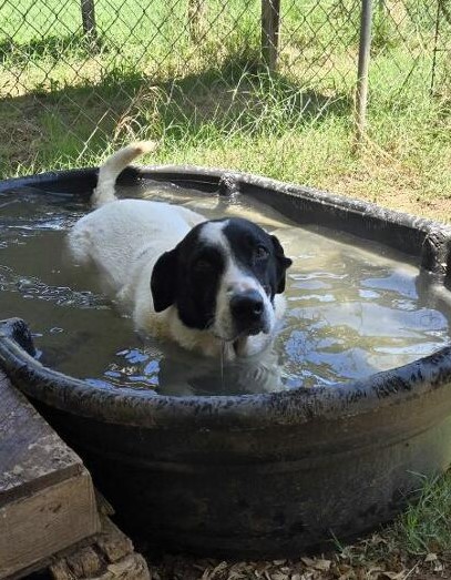 Isaac, a Adoptable mixed breed in Seguin, TX image 2/6
