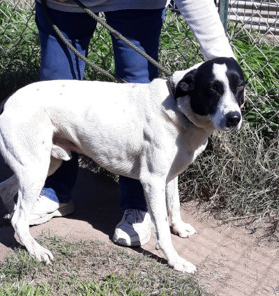 Isaac, a Adoptable mixed breed in Seguin, TX image 6/6