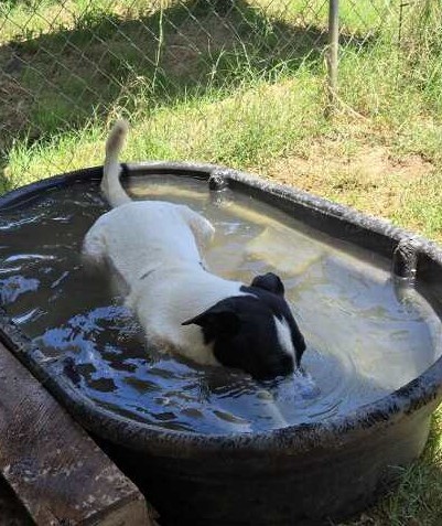 Isaac, a Adoptable mixed breed in Seguin, TX image 3/6